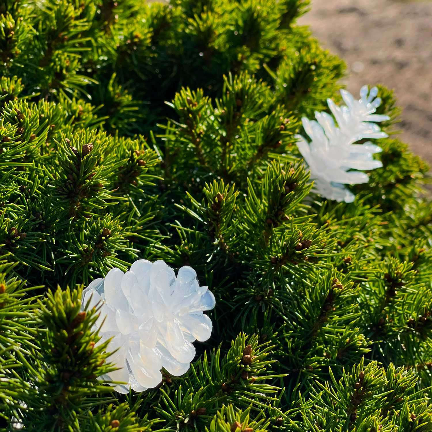 Pine 10m string light white iridescent cones