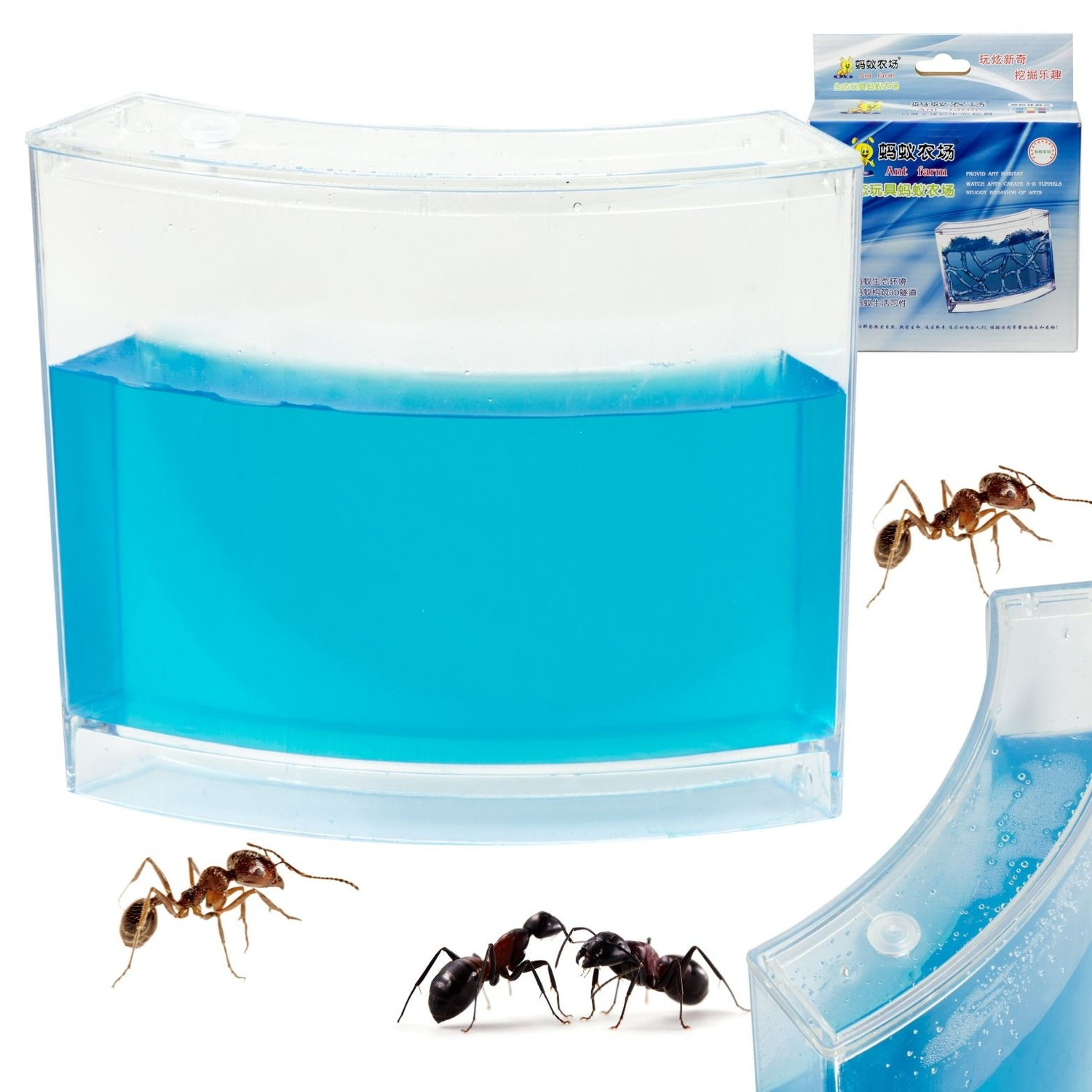 Ant Aquarium with Blue Gel - Study Ant Behavior