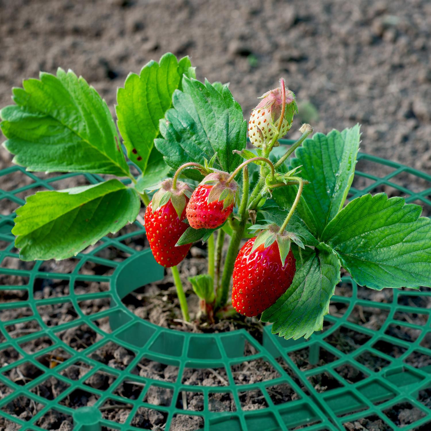 Strawberry support 8-pack