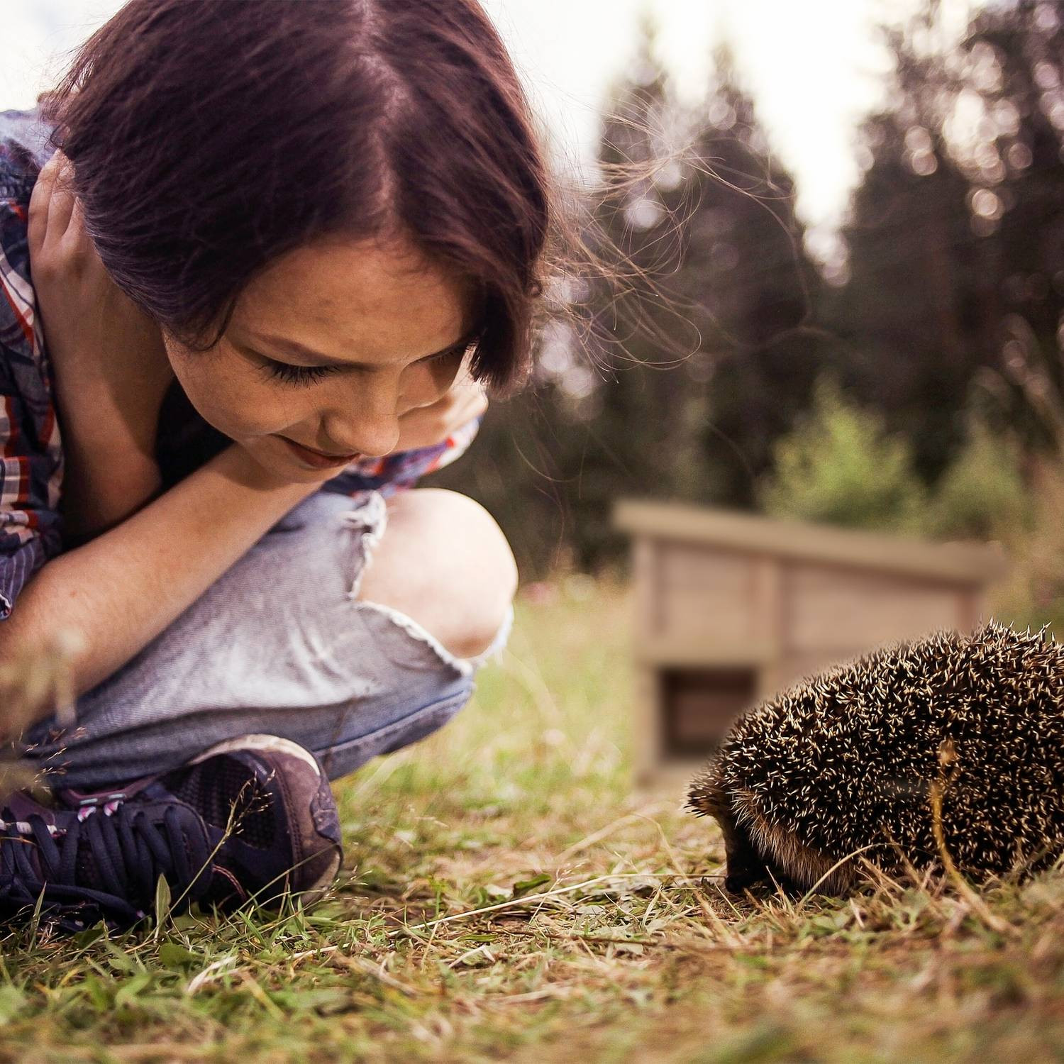 Casa de erizo con suelo