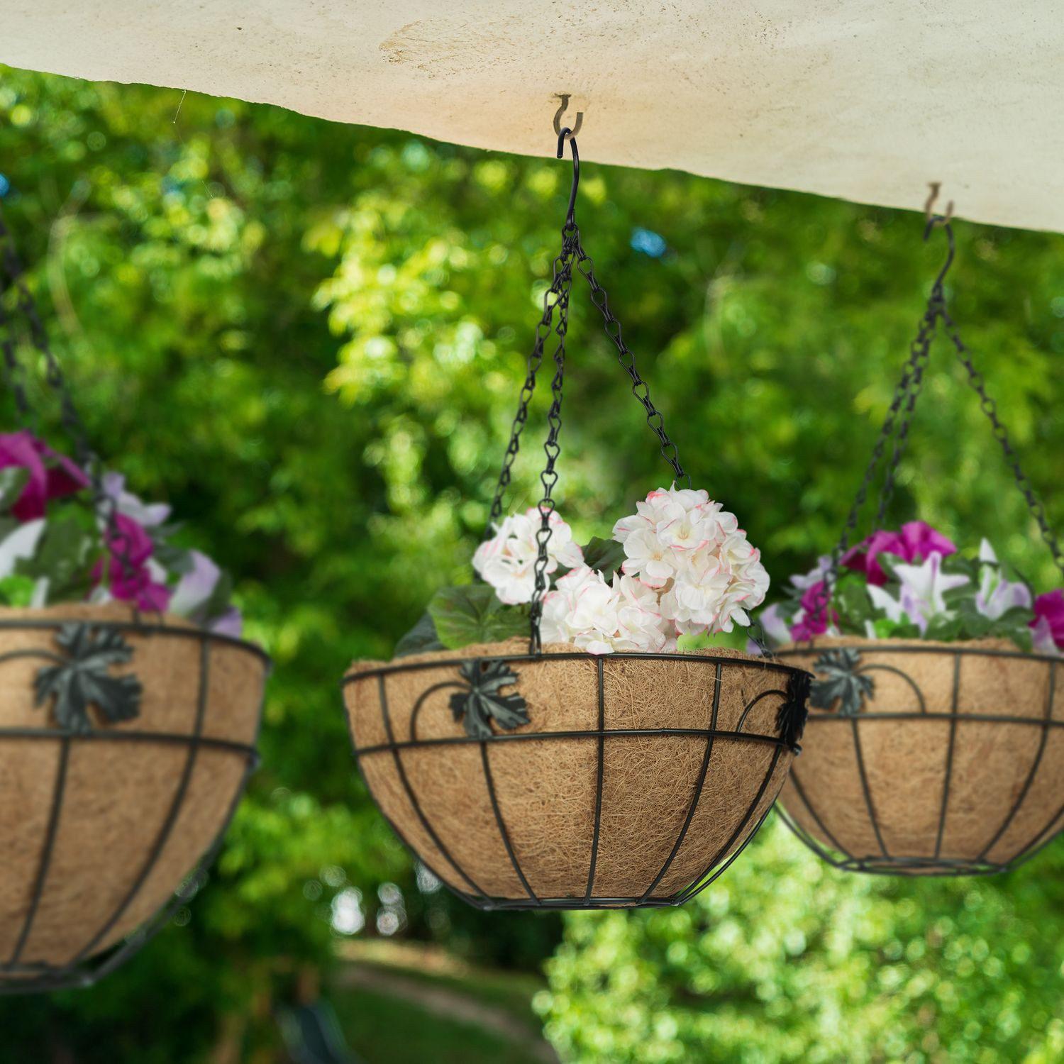 Conjunto de 3 cocos Grapevine