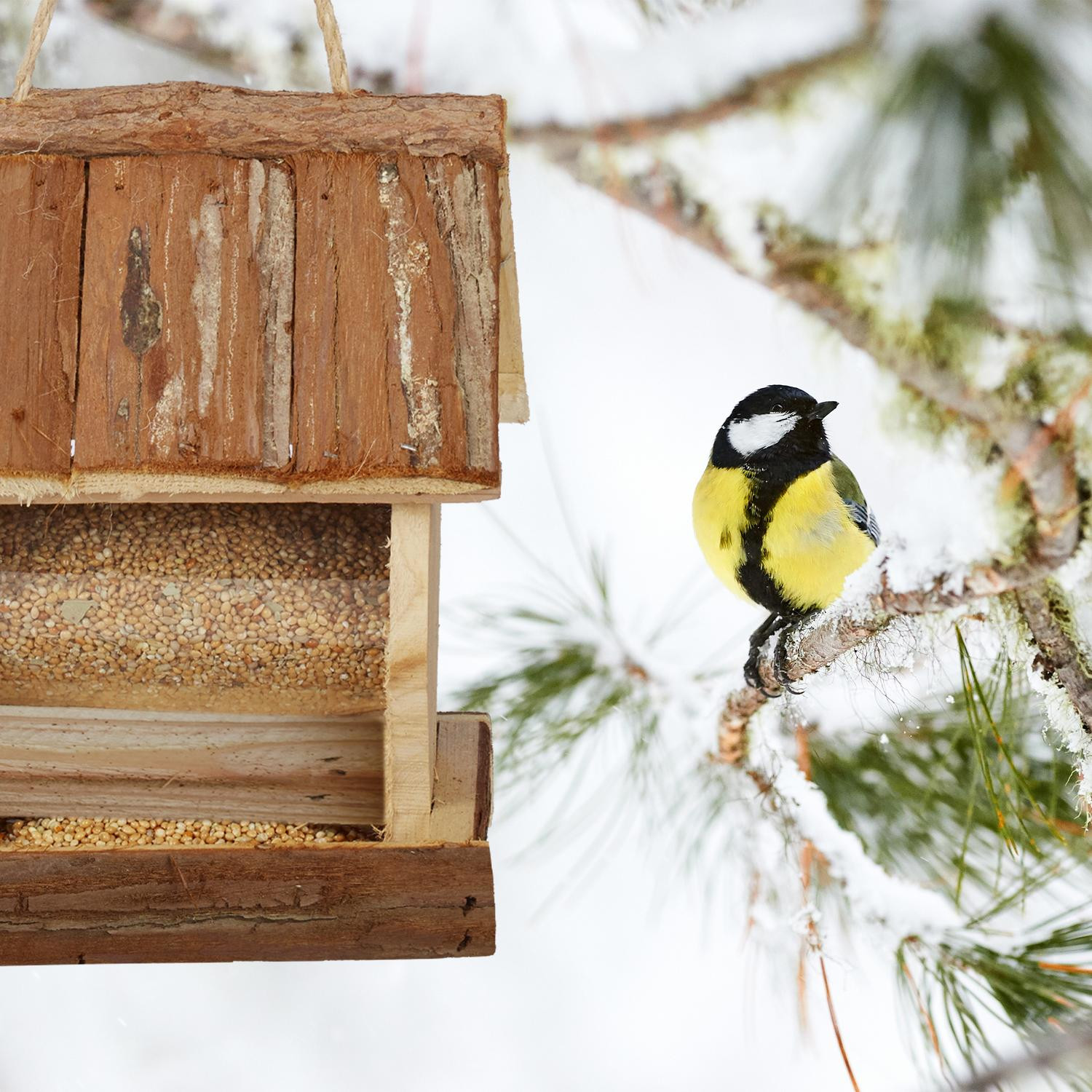 Vogelfutterhaus mit Aufhängung