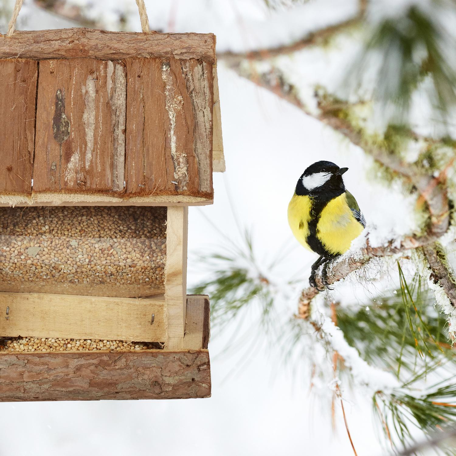 Mangeoire à oiseaux suspendue