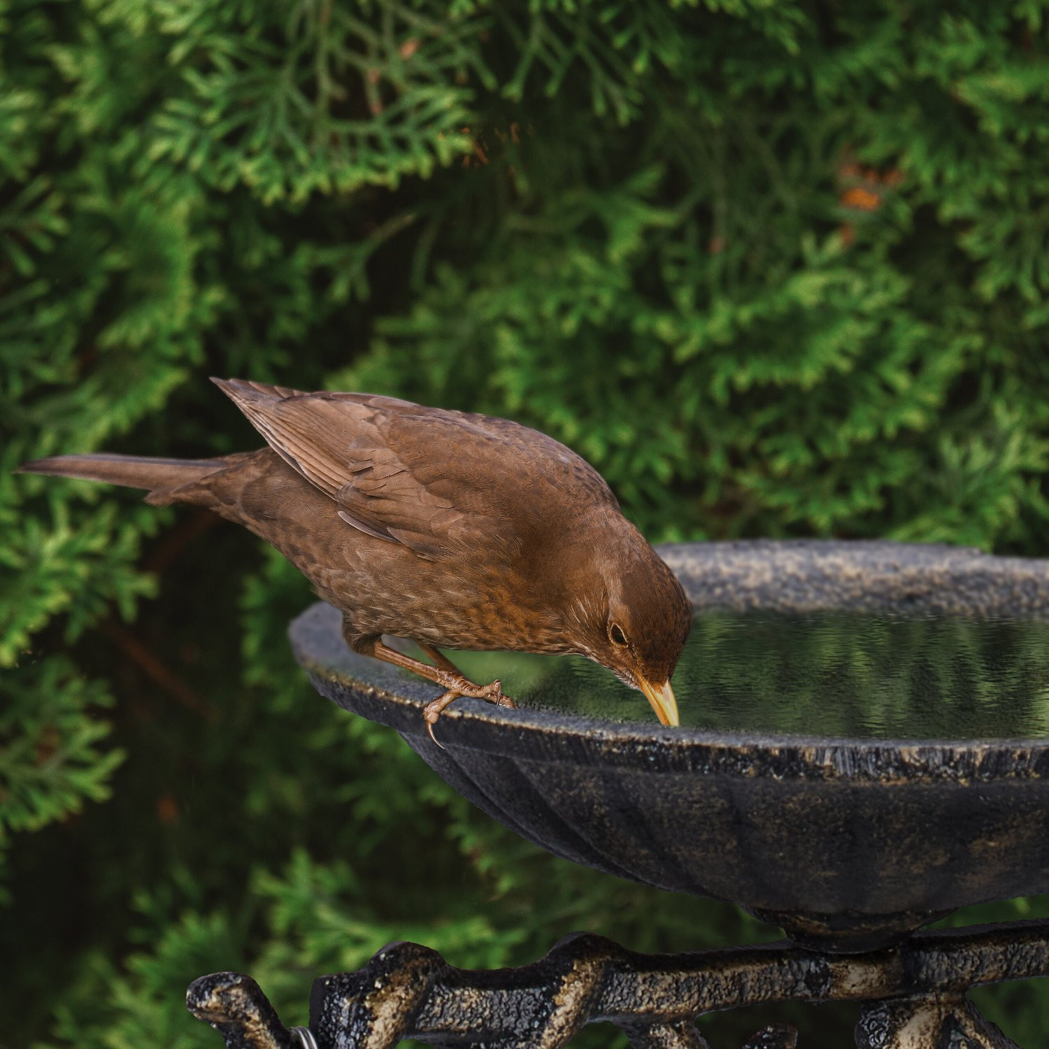 Cast iron bird bath Welcome