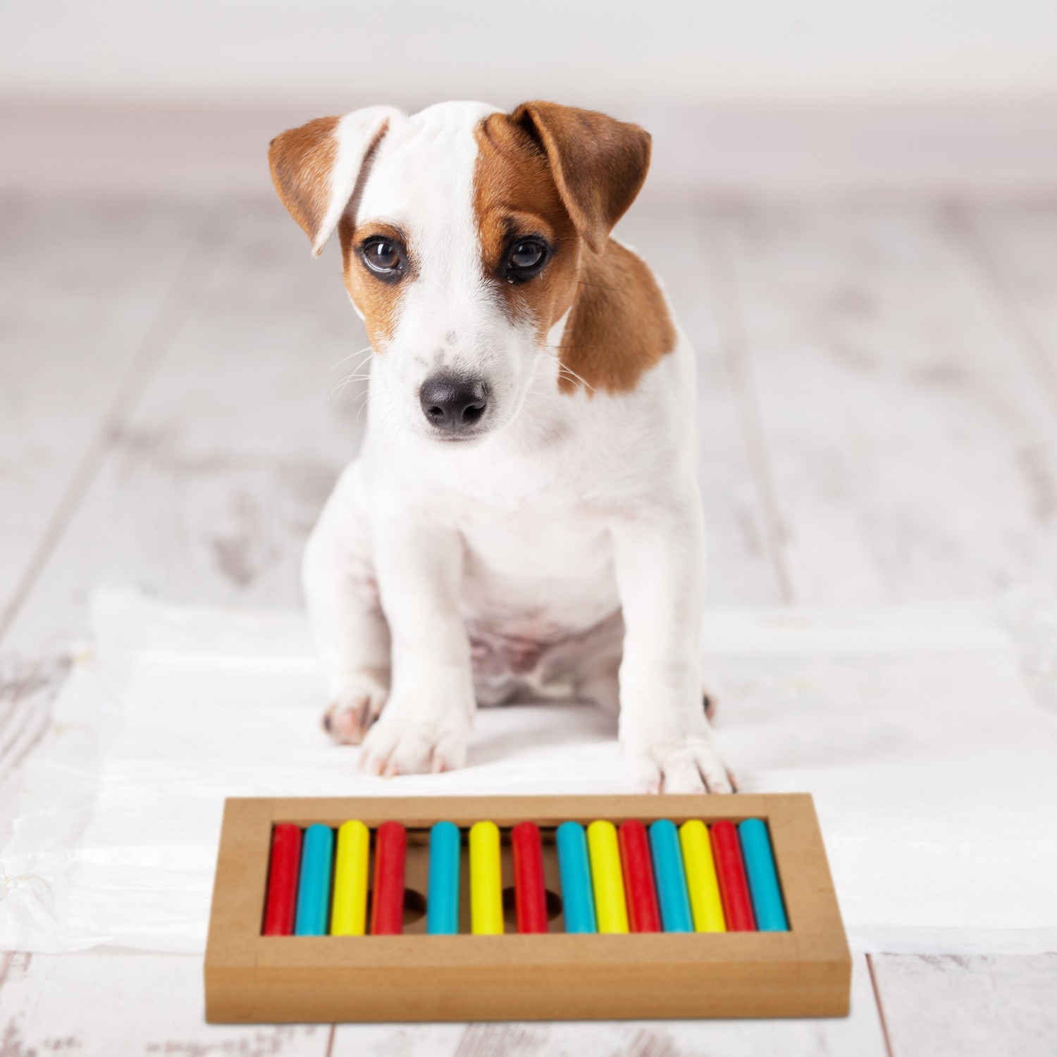 Brinquedos inteligentes para cães