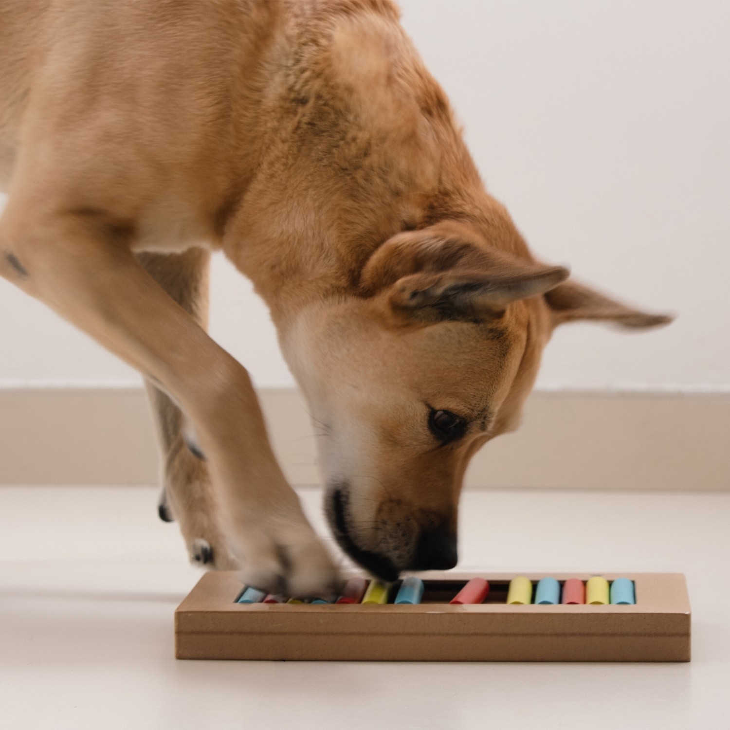 Juguetes inteligentes para perros