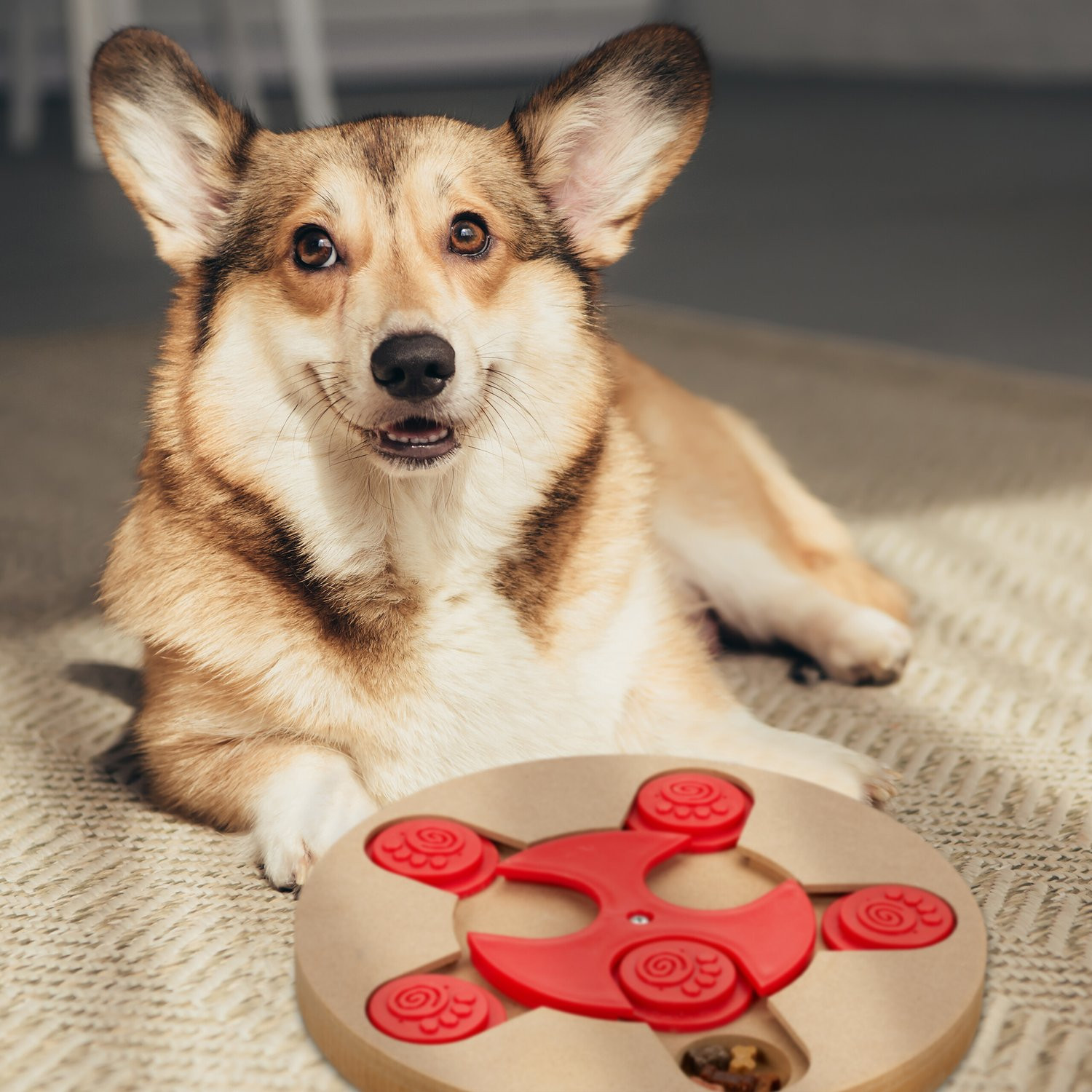 Brinquedos inteligentes para cães