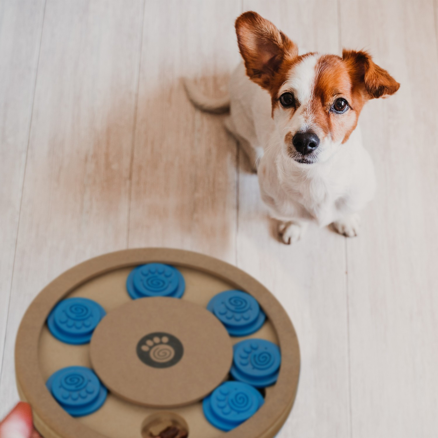Brinquedos inteligentes para cães