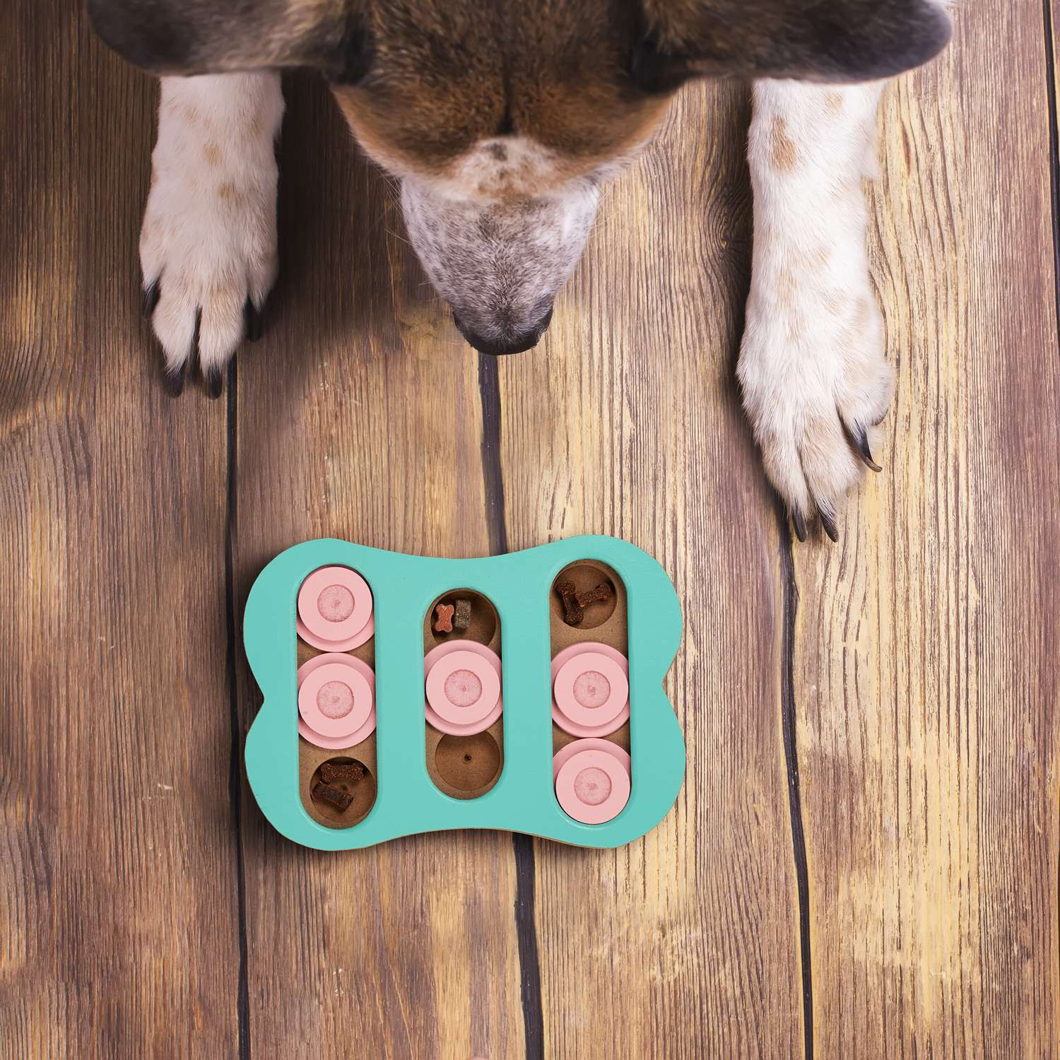 Brinquedos inteligentes para cães