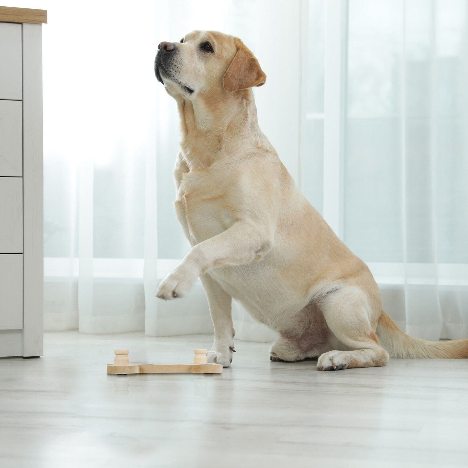 Brinquedos inteligentes para cães