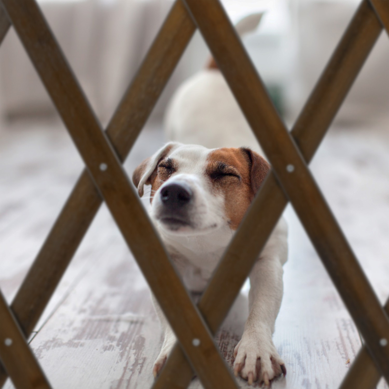 Extendable dog guard in brown