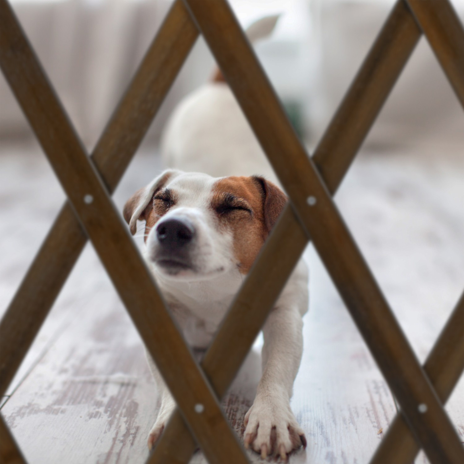 Extendable dog guard in brown