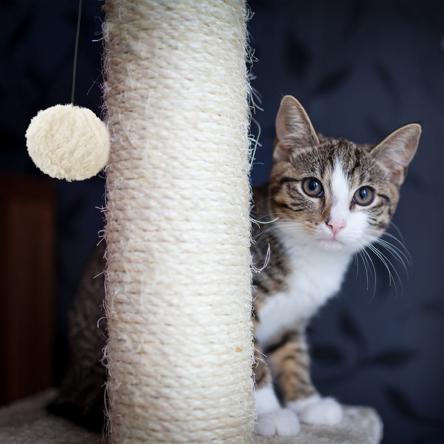 Planche à gratter pour chats