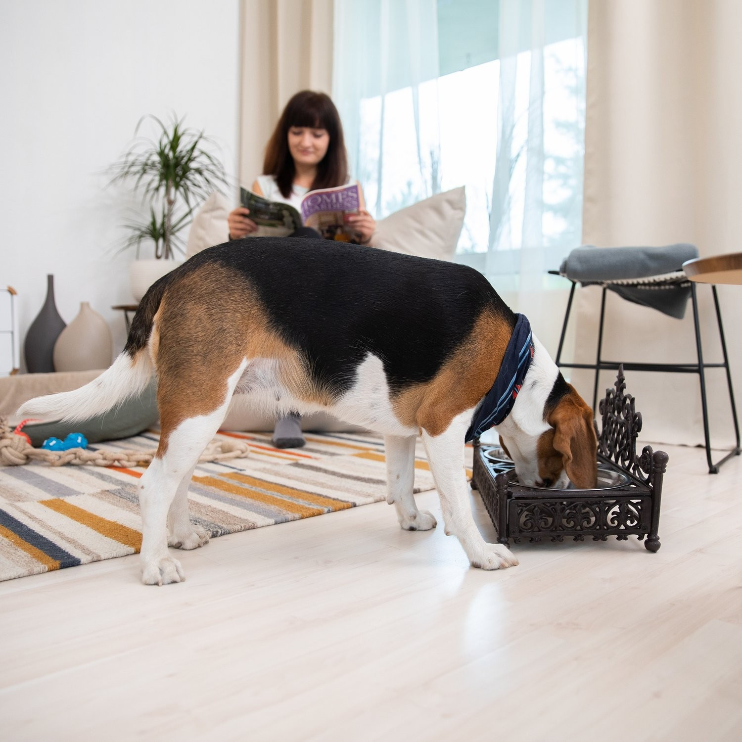 Fonte comestible pour chiens