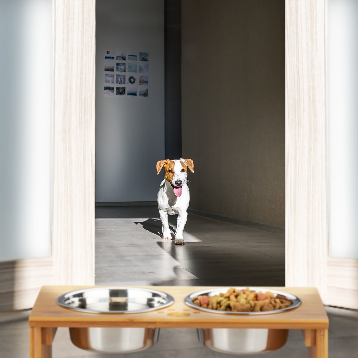 Gamelles pour chiens