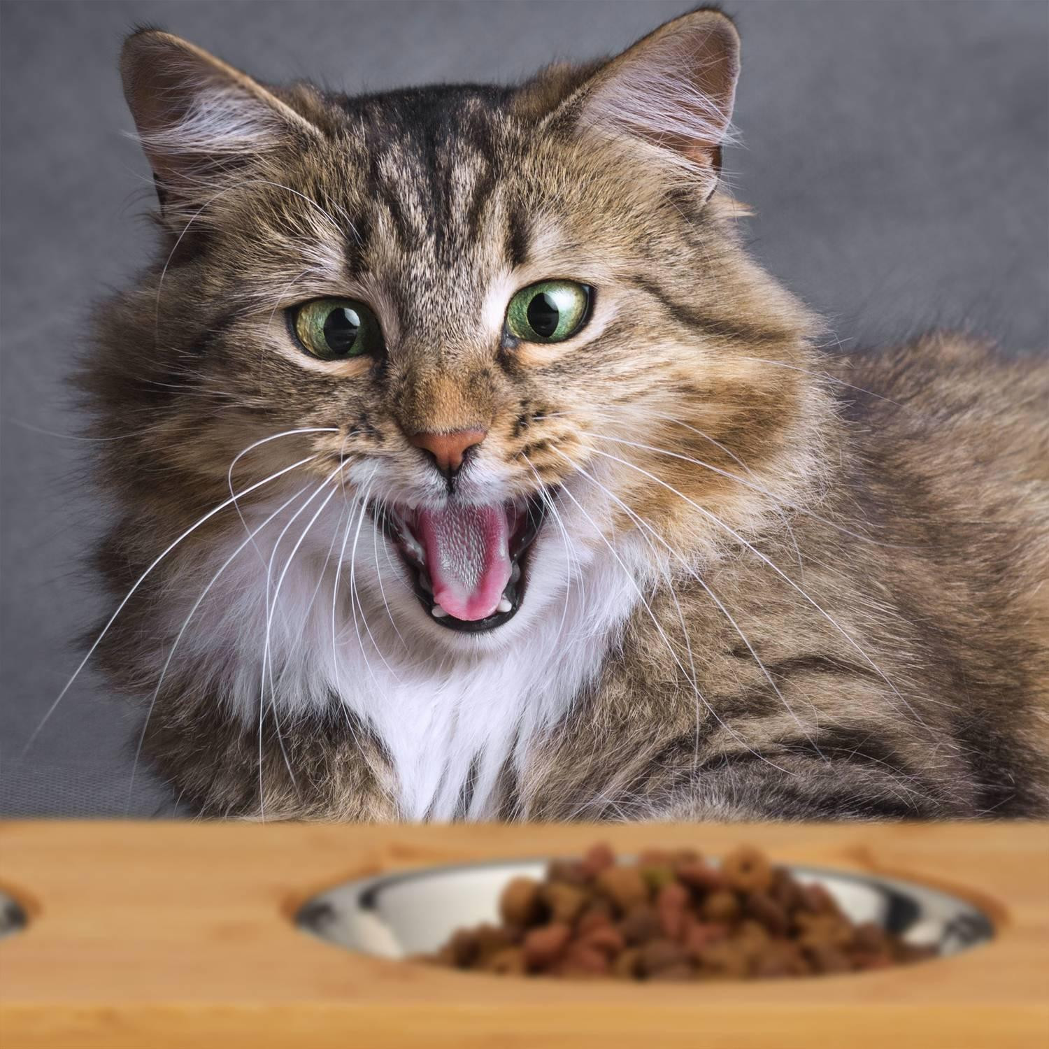 Comederos para gatos