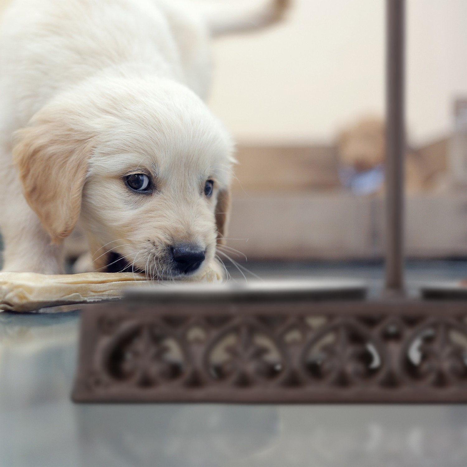 2 tigelas de comida para cães com alças