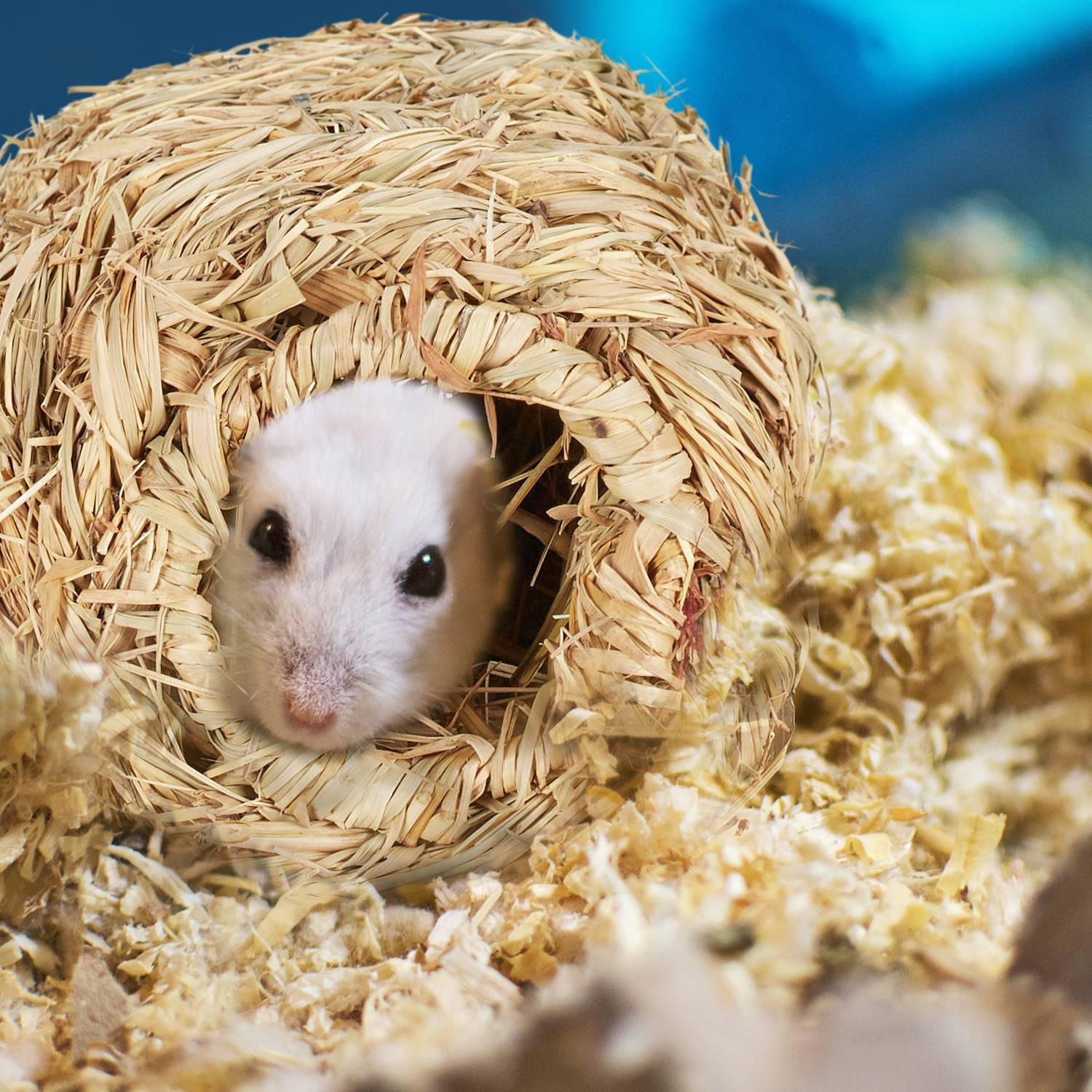 Ensemble d'accessoires pour hamster 7 pièces.