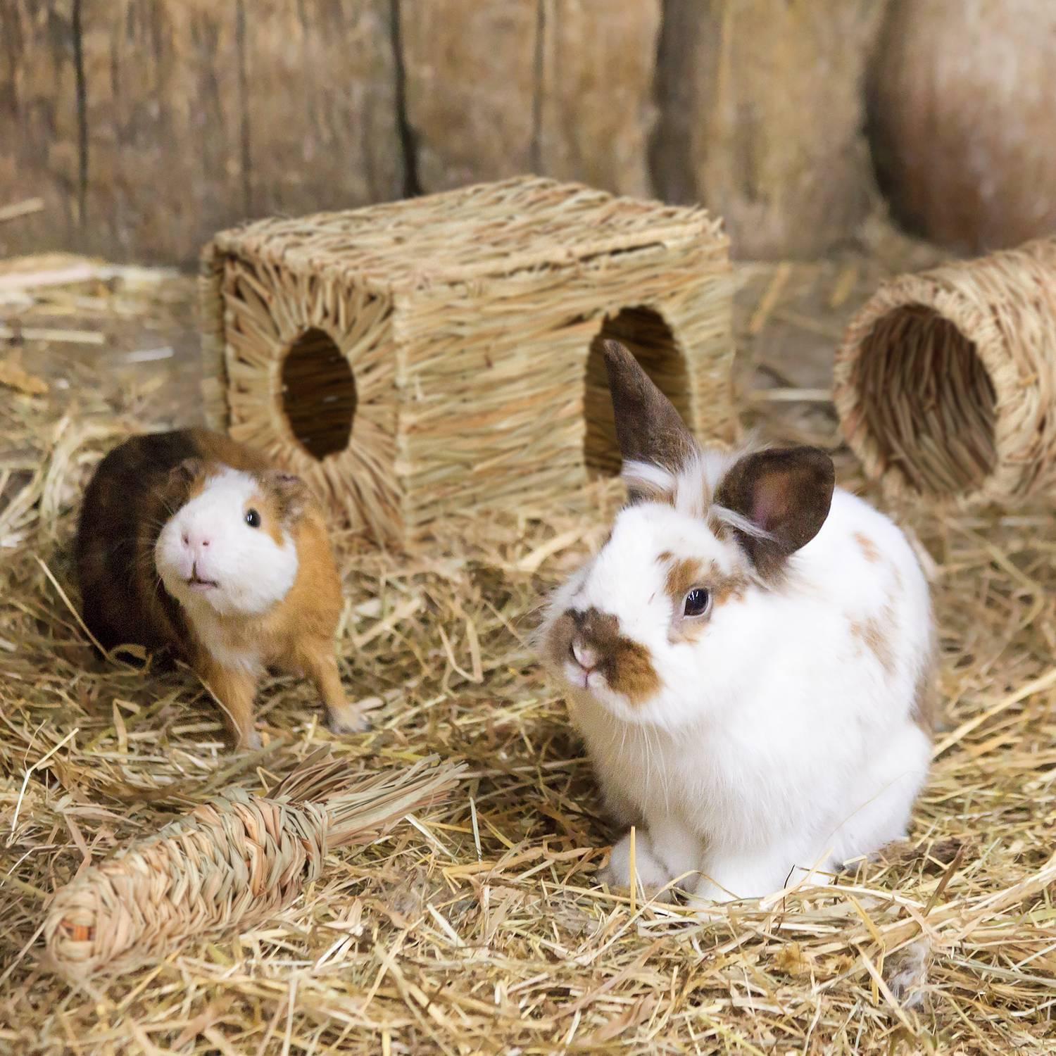 Accessory set for small animals 3 pcs.