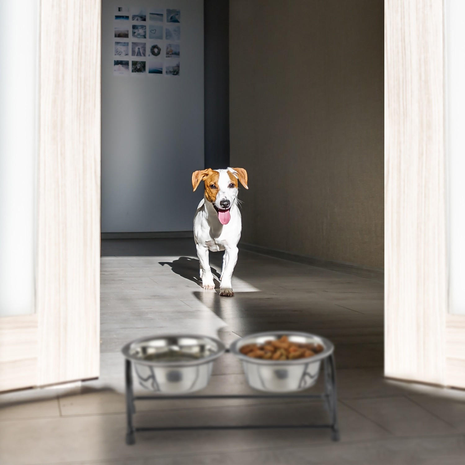 Set de gamelles pour chien avec support