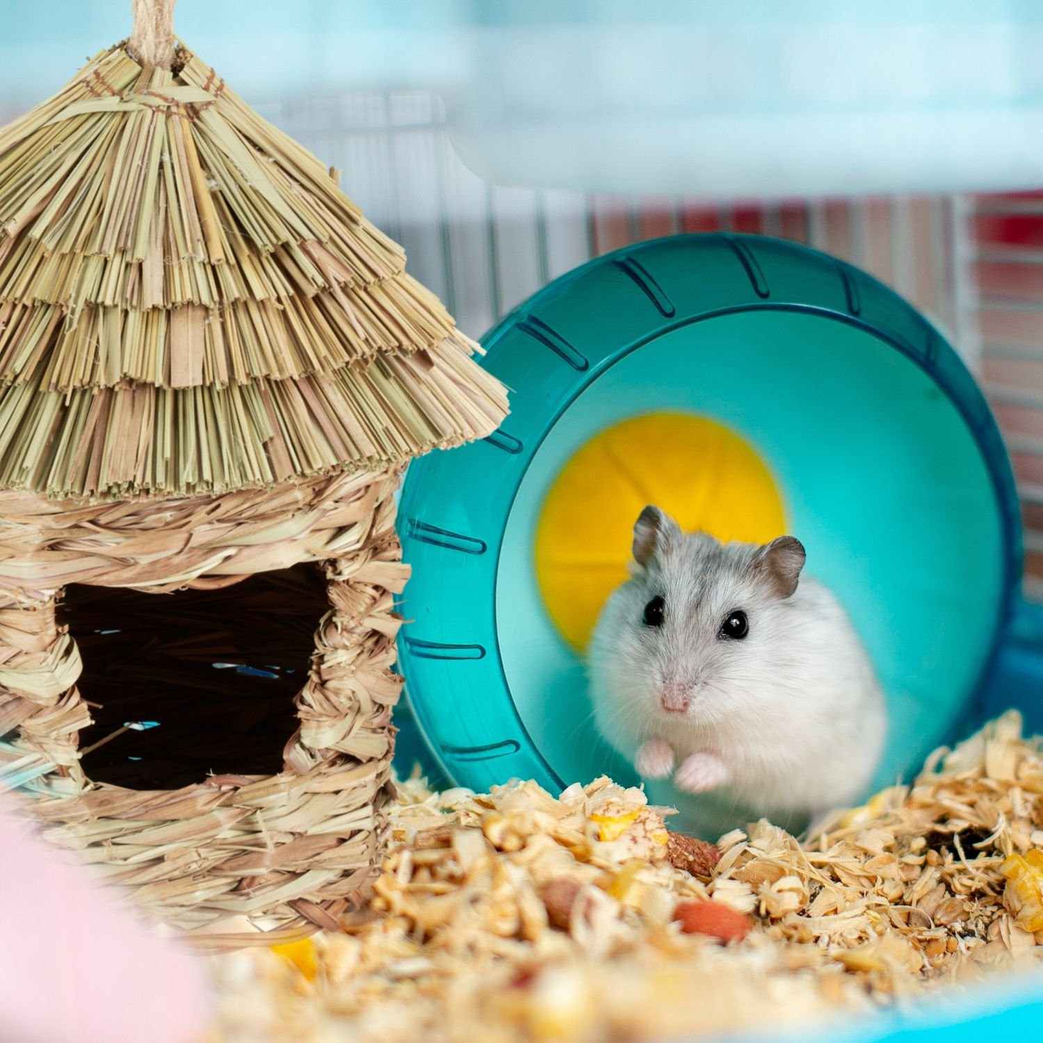 Spitzhutkäfig Vogelnest