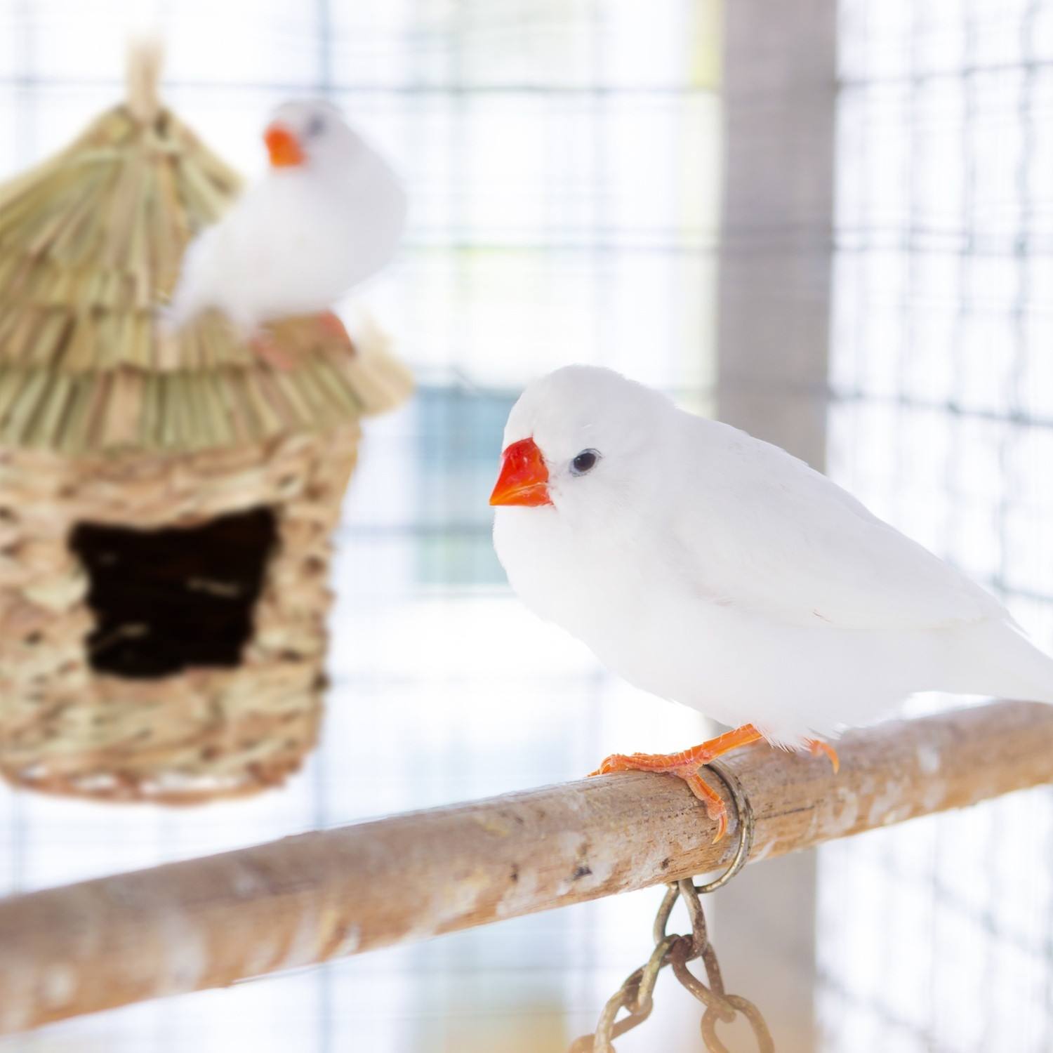Spitzhutkäfig Vogelnest
