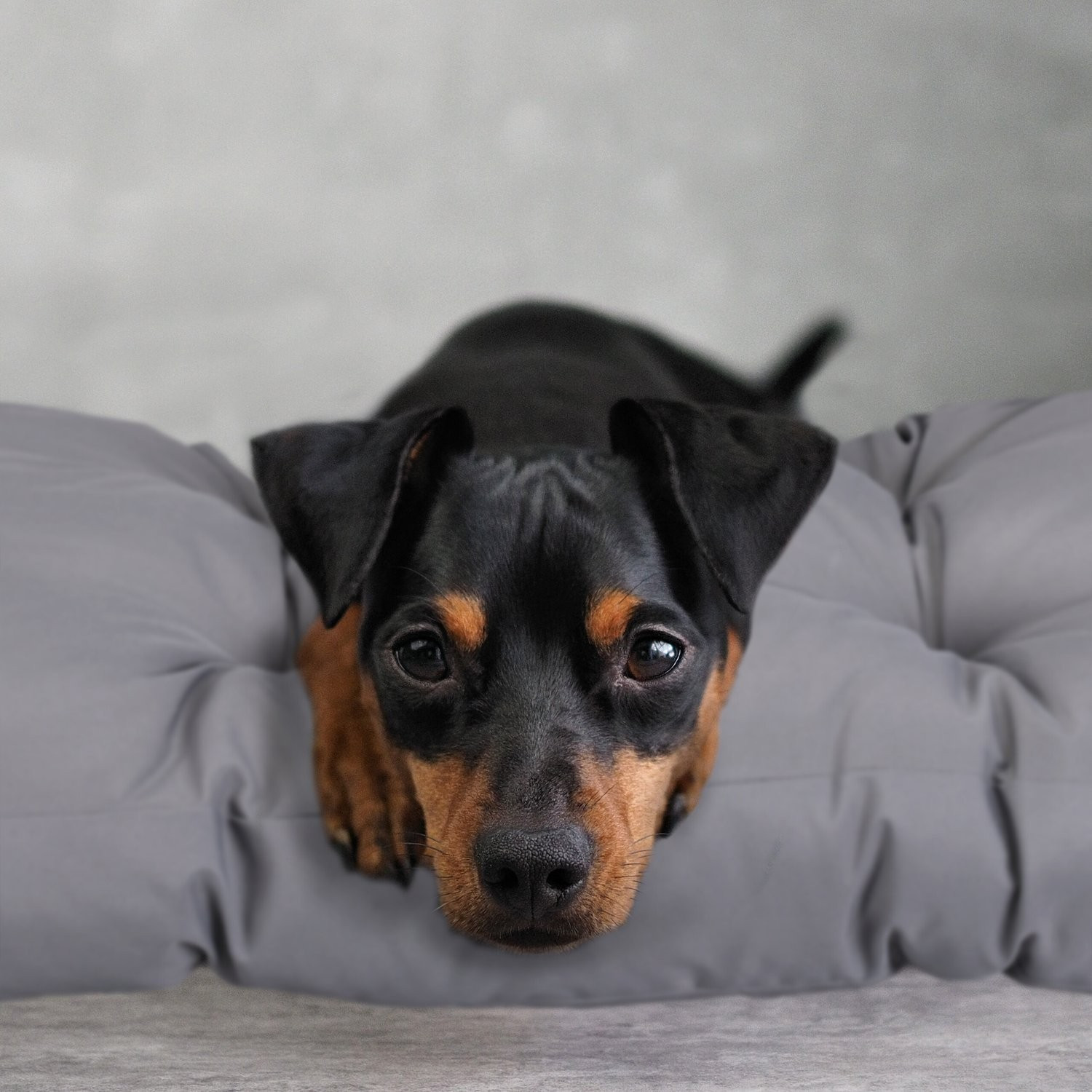 Hundebett grau