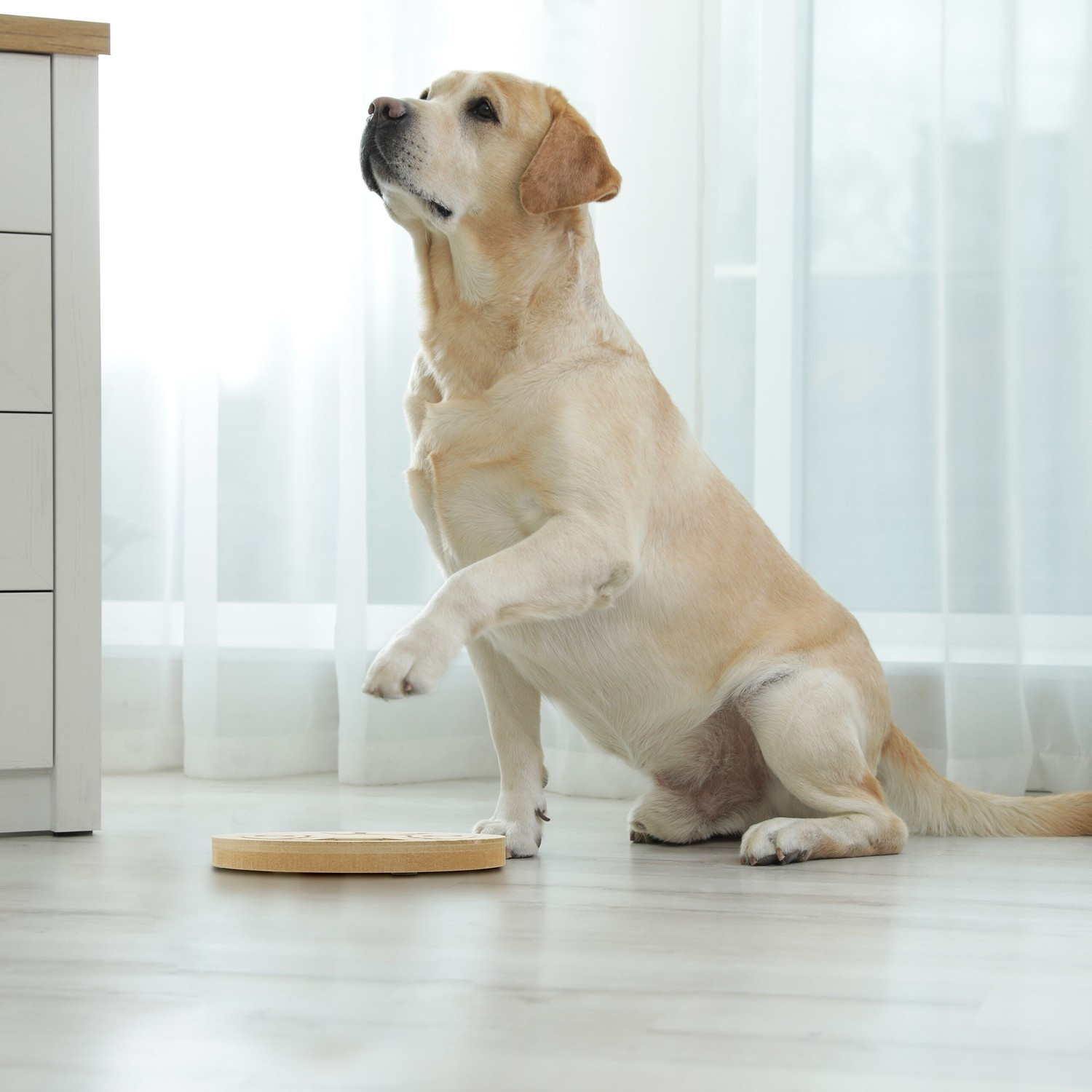 Juguetes inteligentes para perros