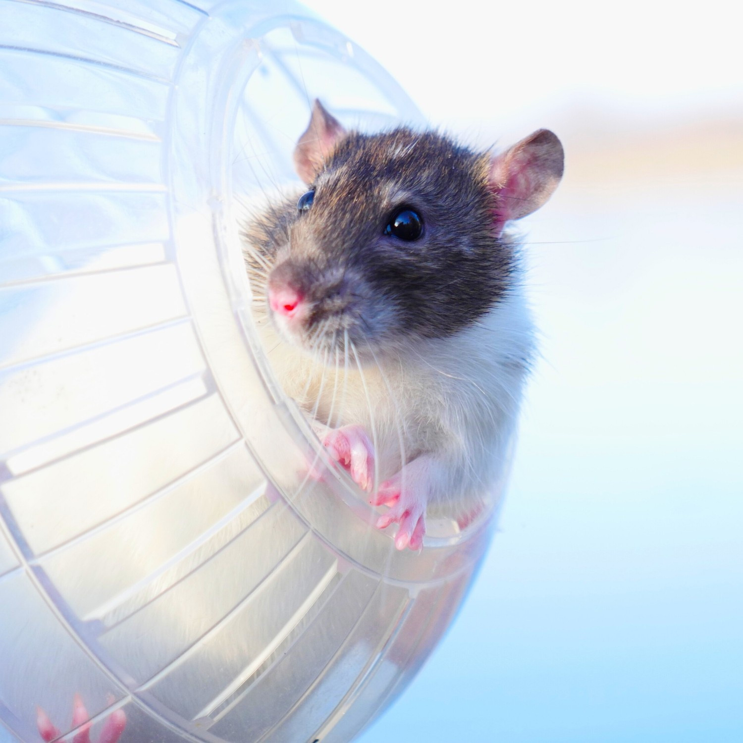 Boule de hamster transparente Ø 14 cm