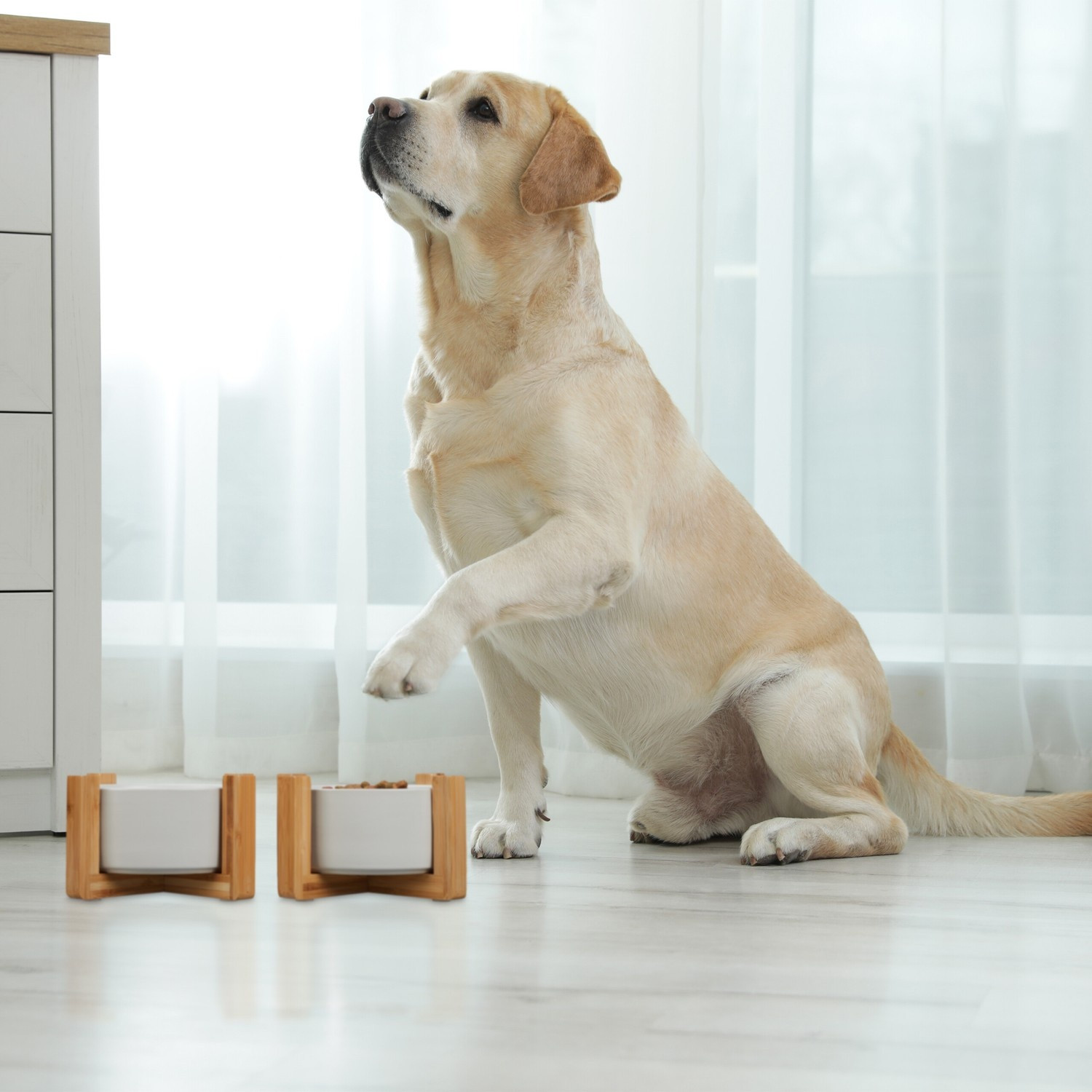 Cuenco para perros, juego de 2