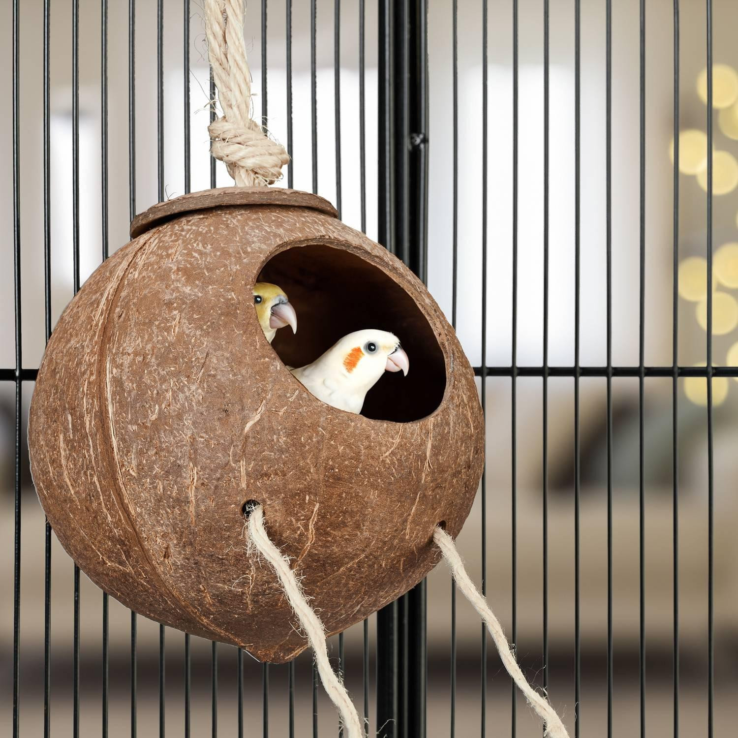 Brinquedo para pássaros com coco e escada de madeira