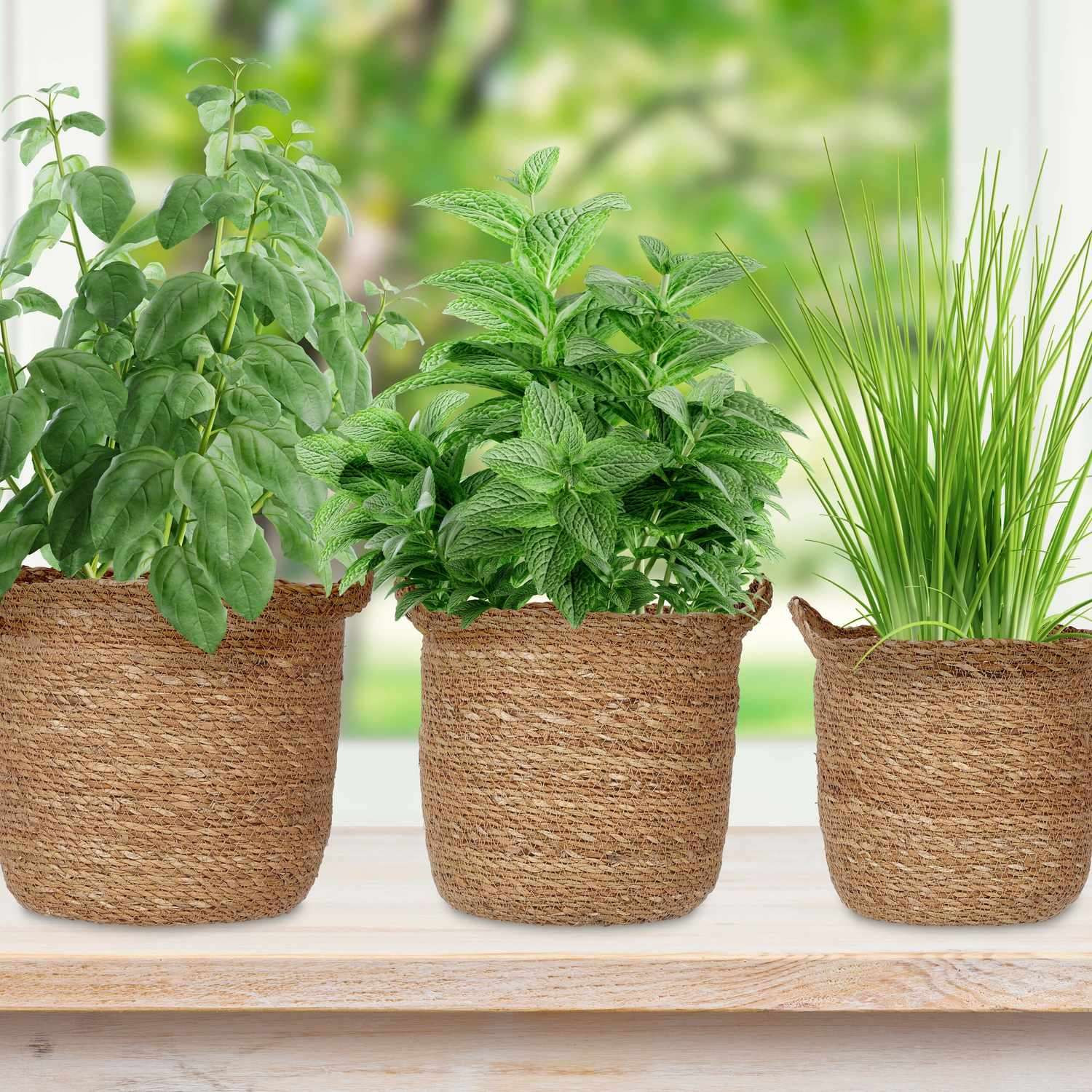3x pots de fleurs d'algues avec poignée