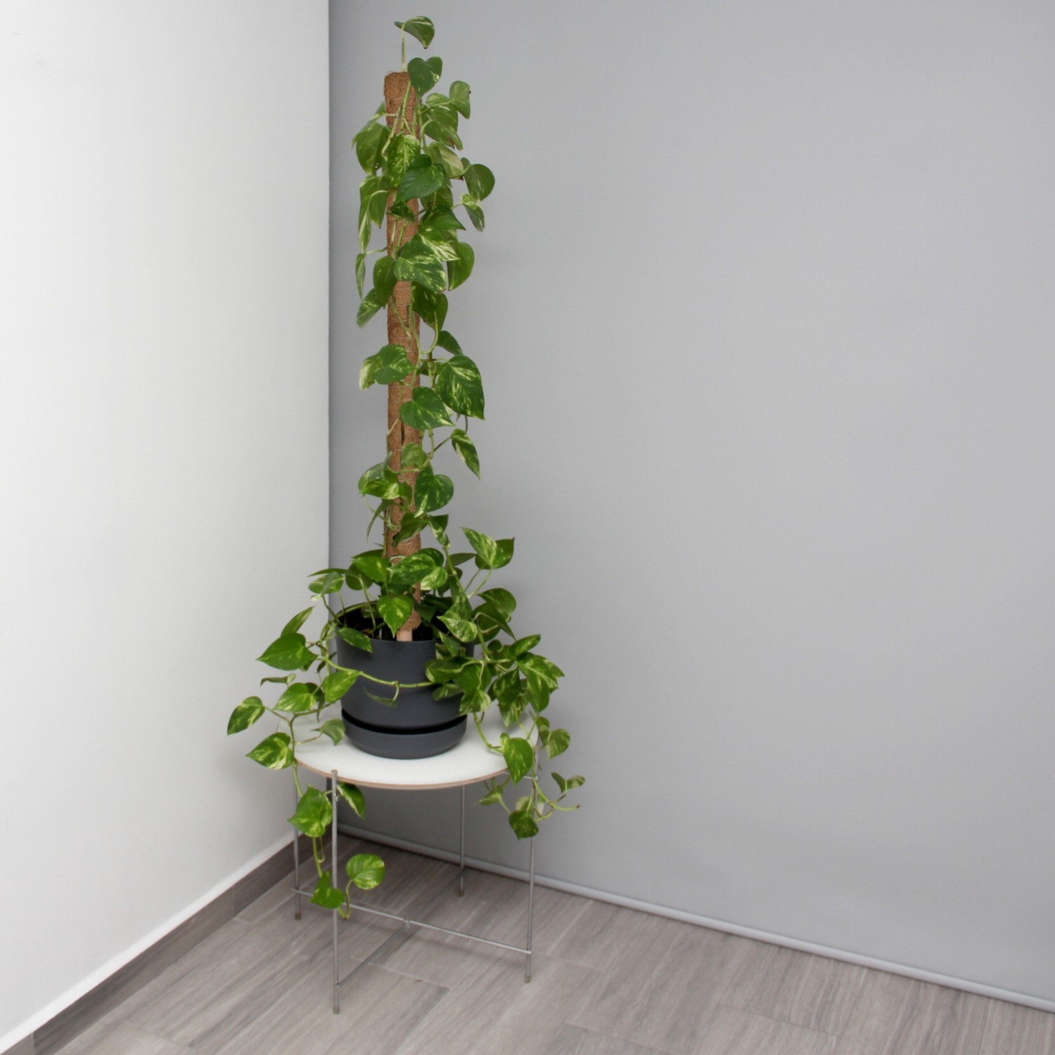 conjunto de 10 palitos de coco 90 cm