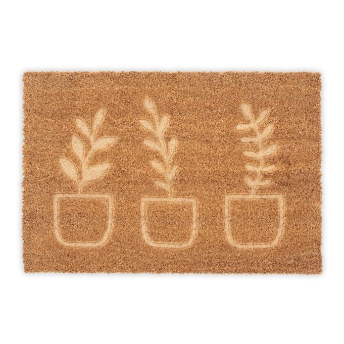 Plantas de capacho de coco