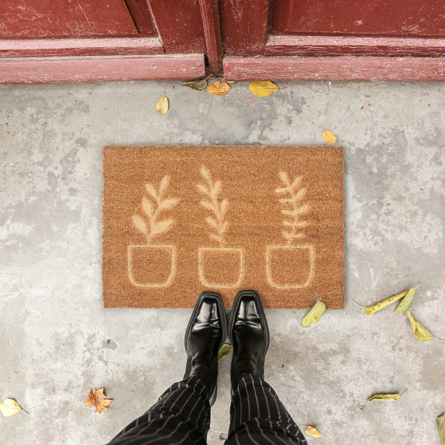 Plantas de capacho de coco