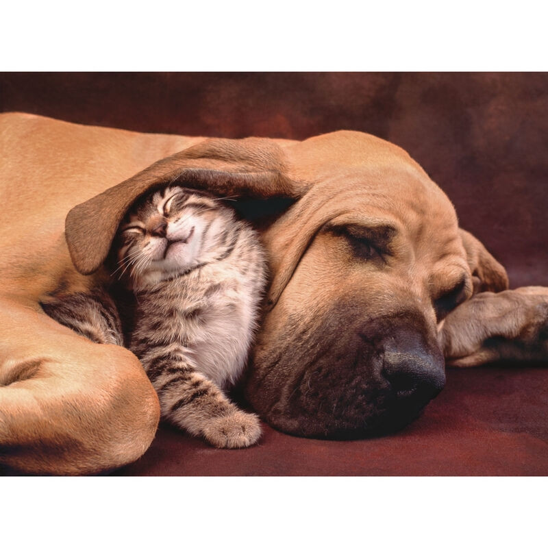 Puzzle Coccole 500 pezzi