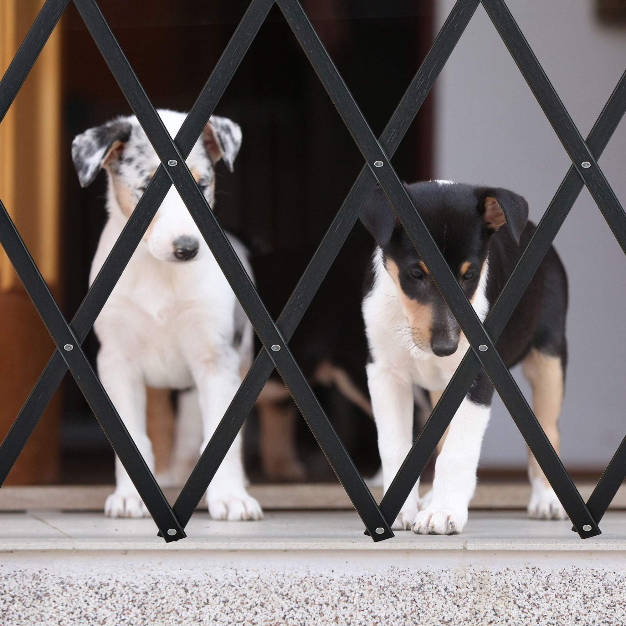 Barrera extensible para perros, bambú natural