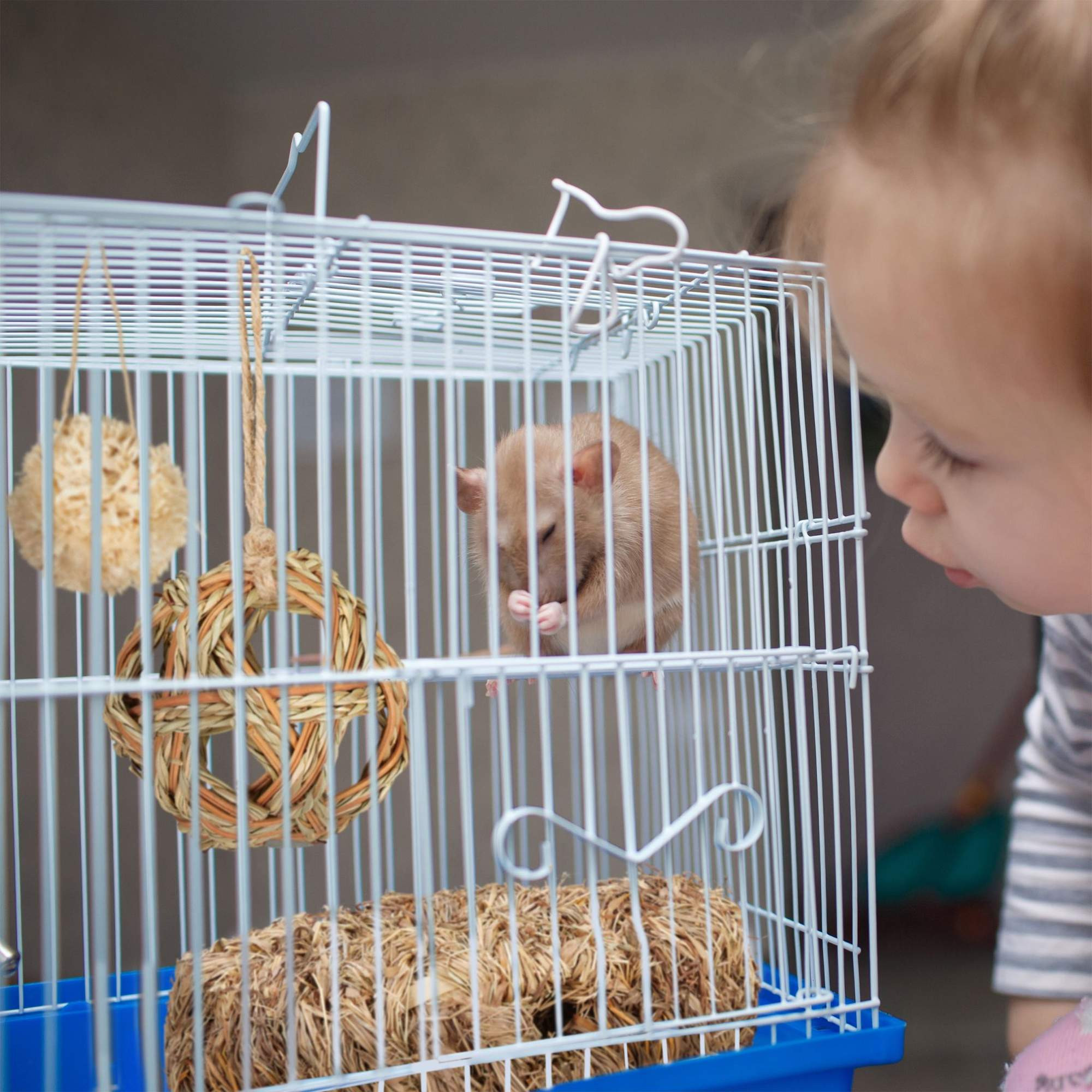 Hamster Accessoires Set 5 stuks