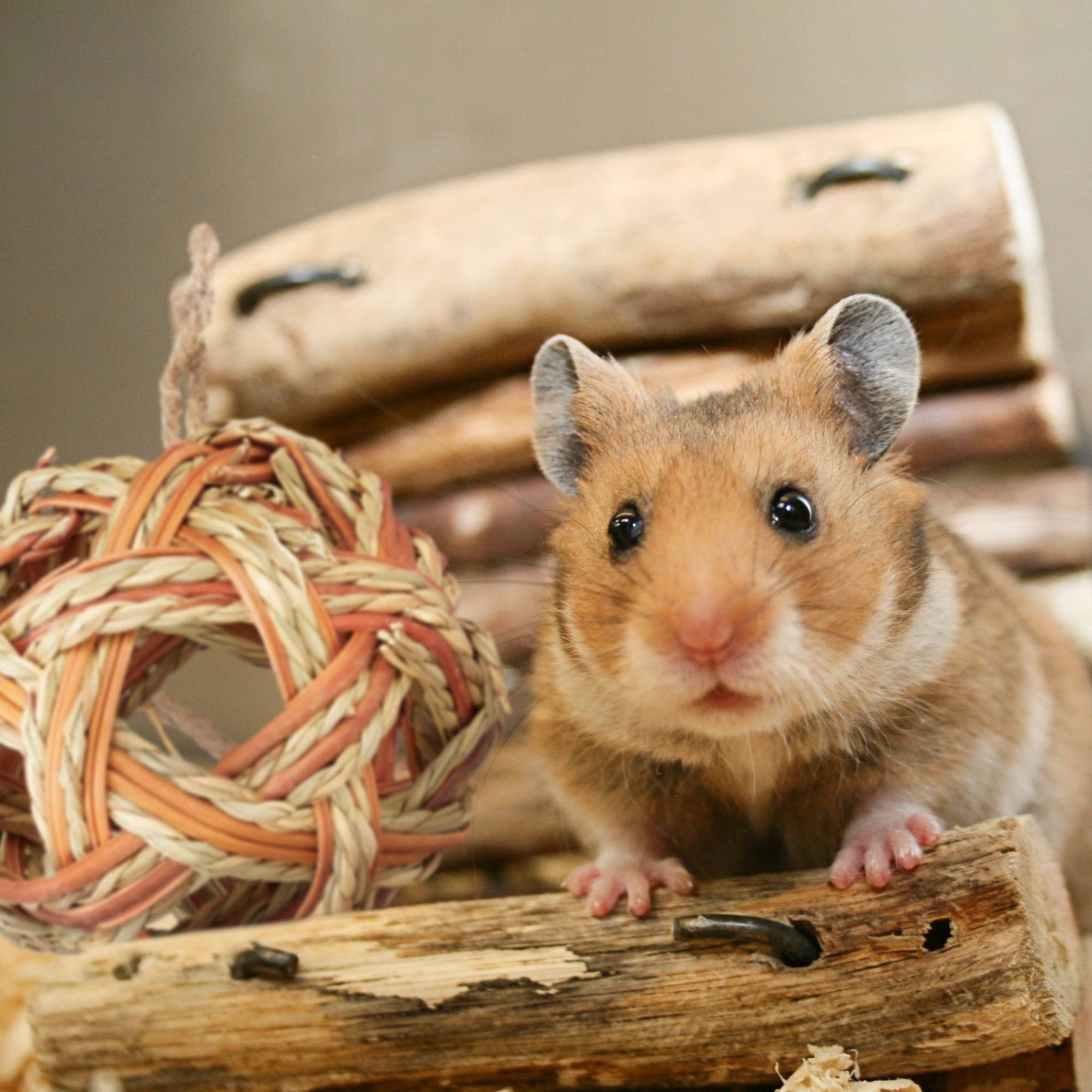 Hamster Accessoires Set 5 stuks