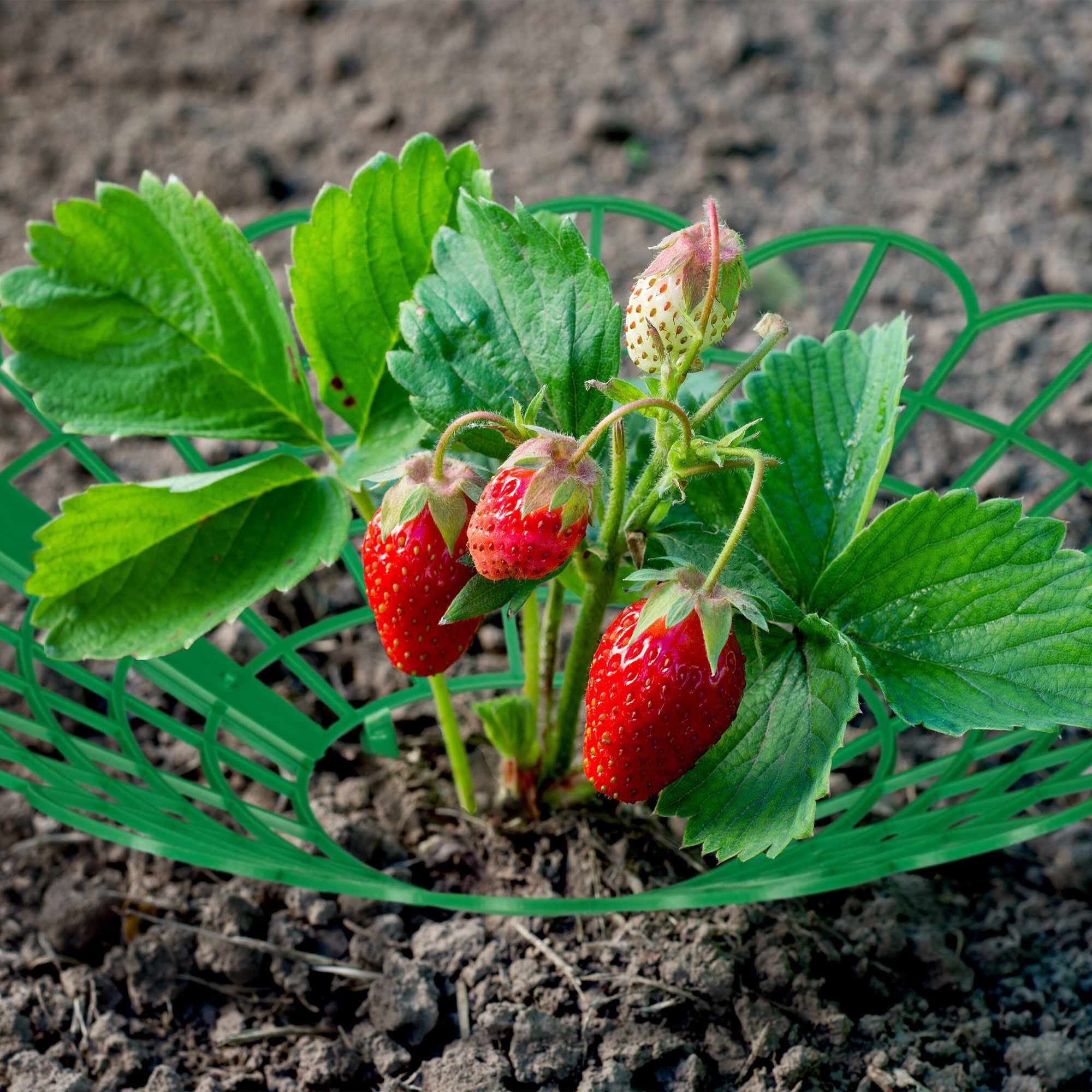 Strawberry support in set