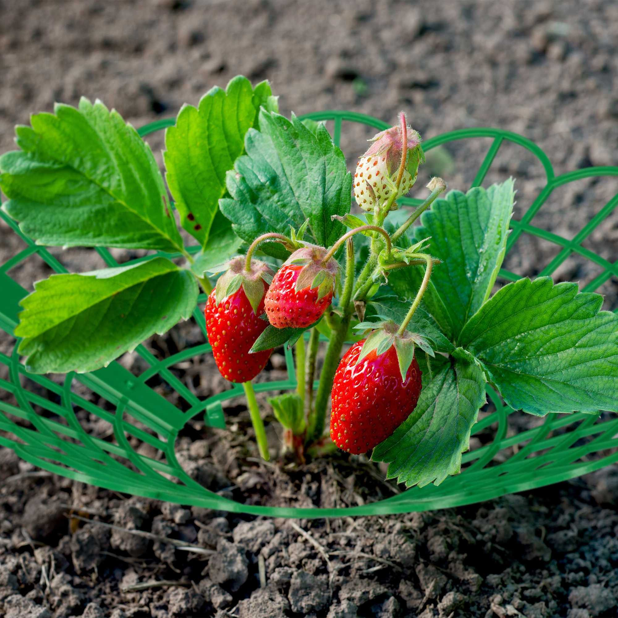 Support à fraises dans un ensemble
