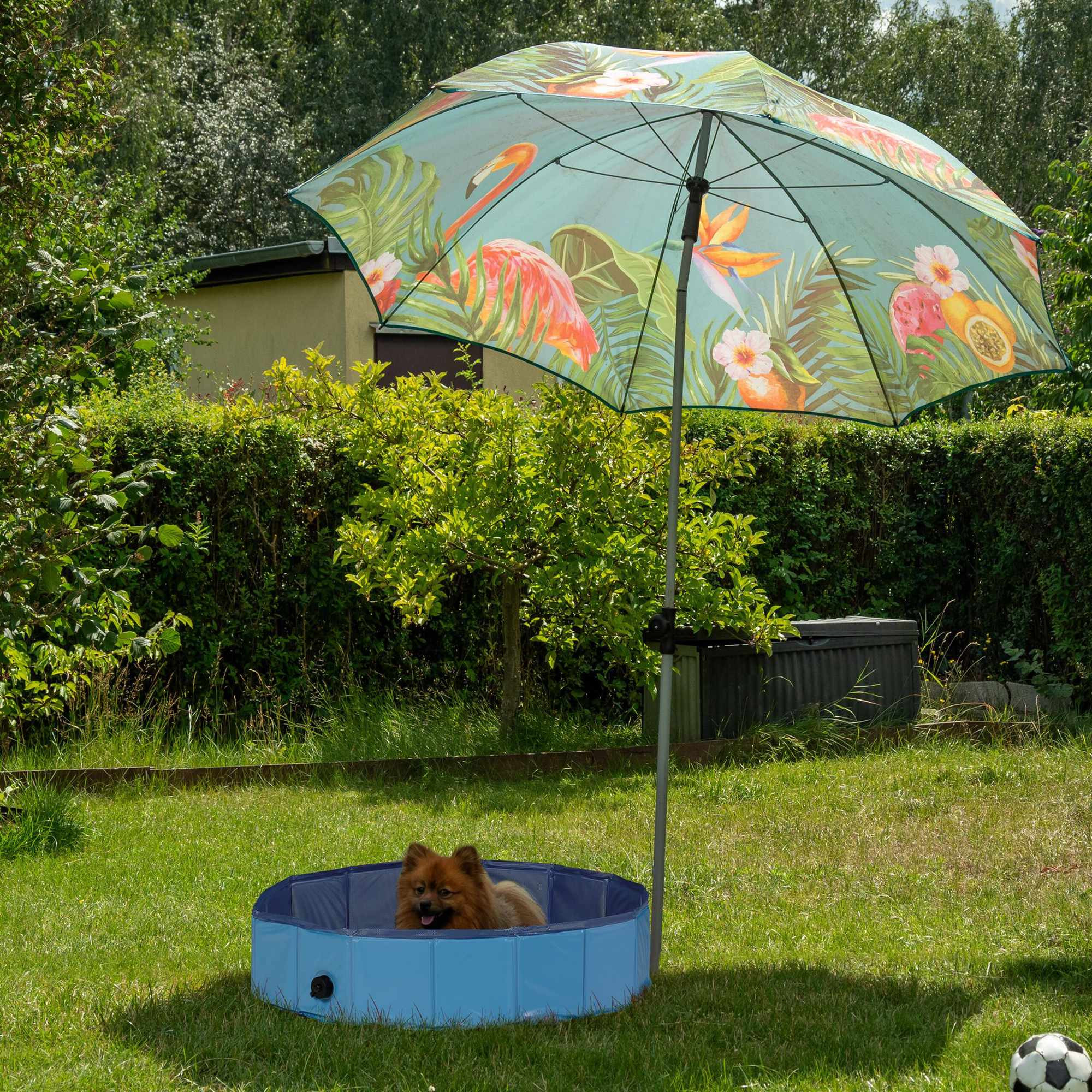 Piscina para perros azul