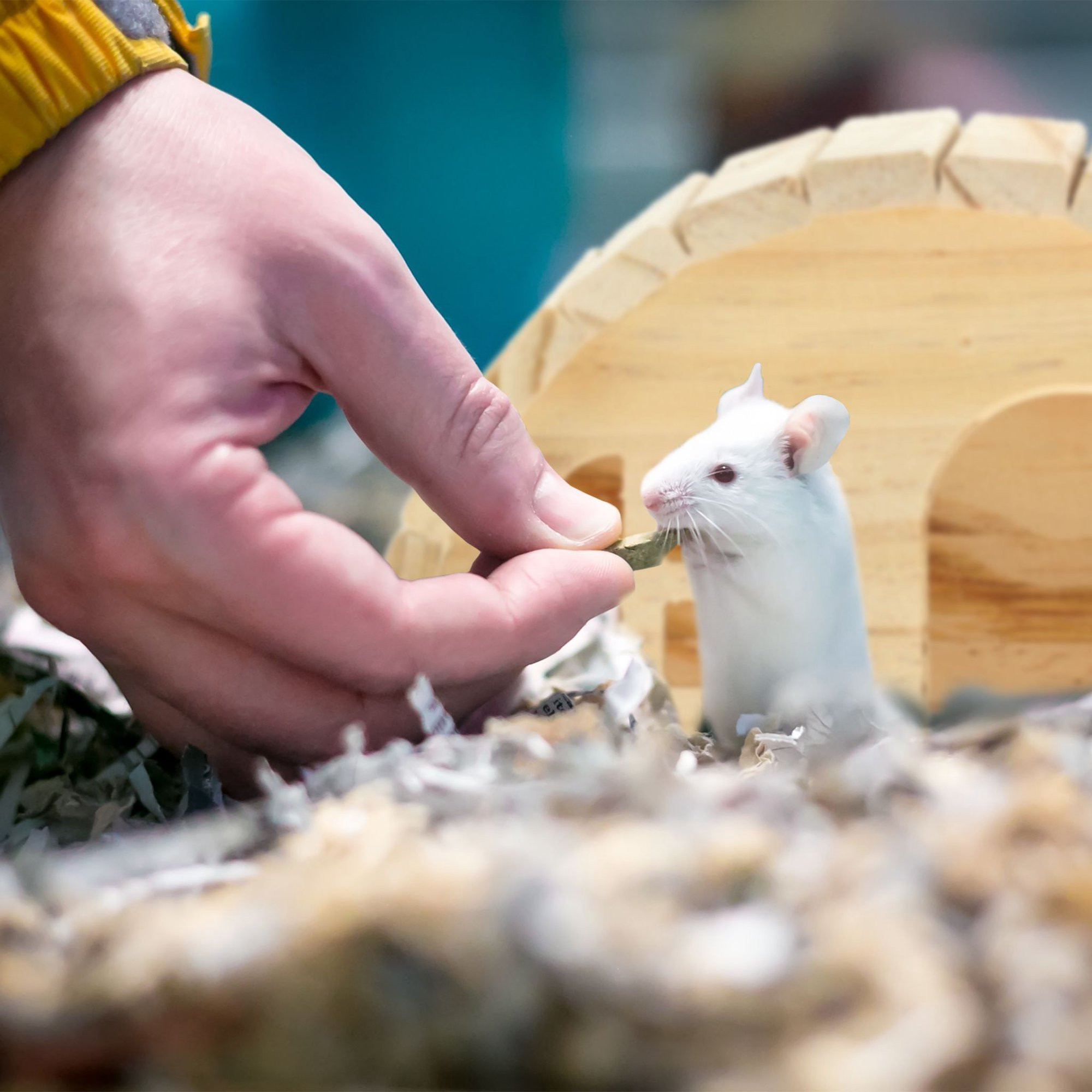 Casa de madeira para hamster