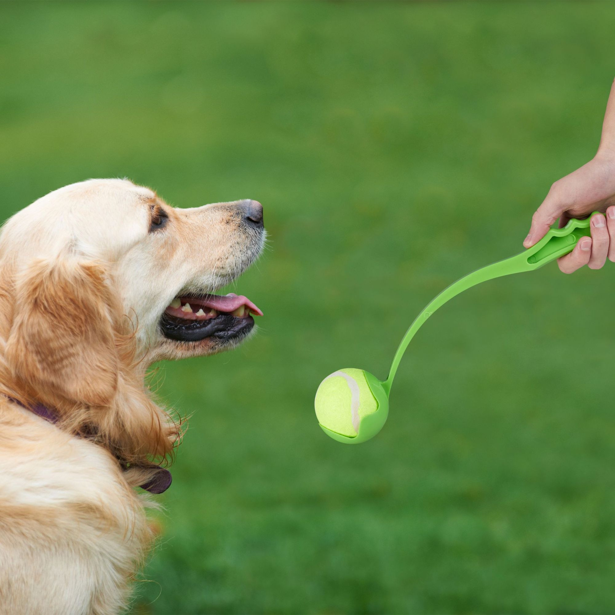 Balas para cães conjunto de 2
