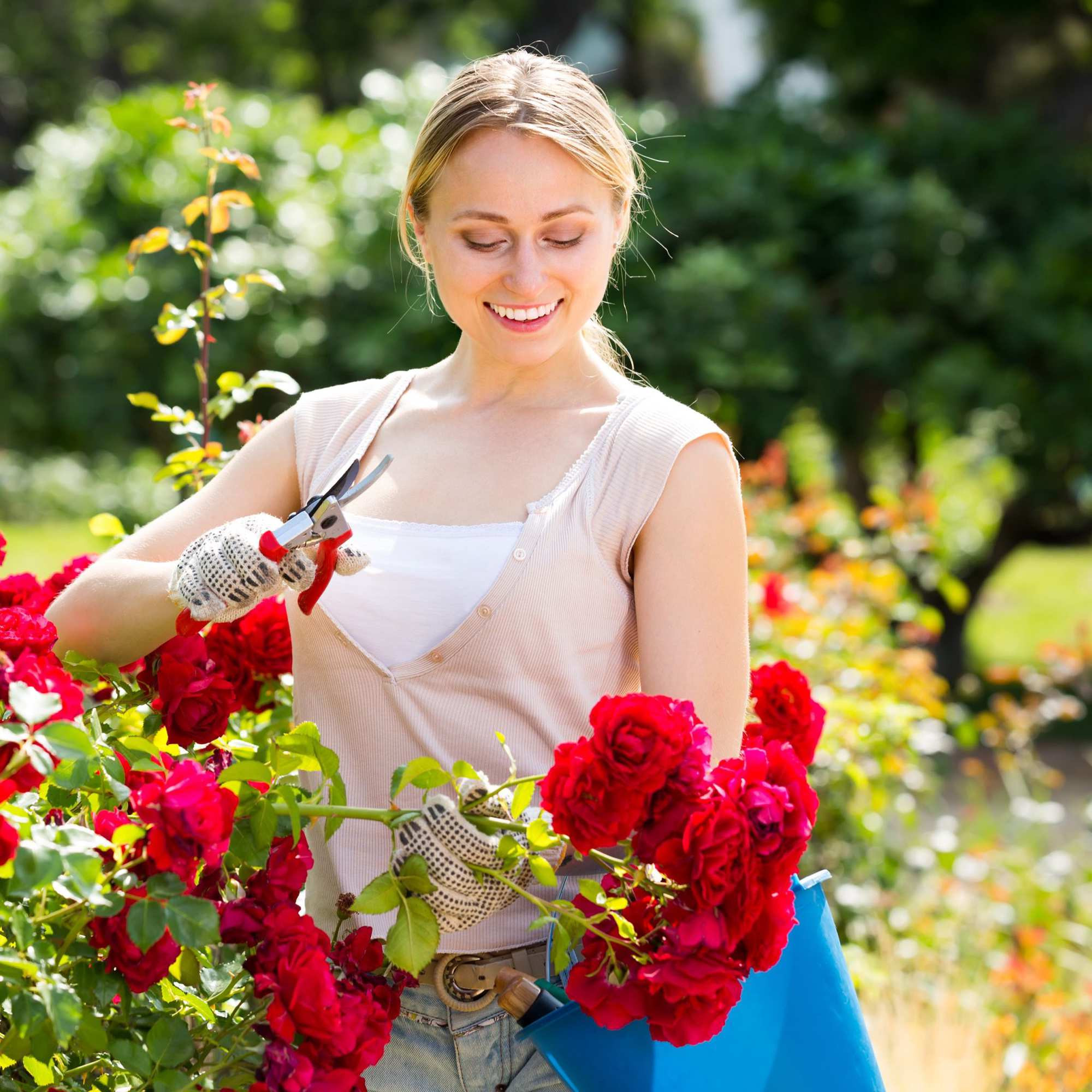Arco de rosas com decoração