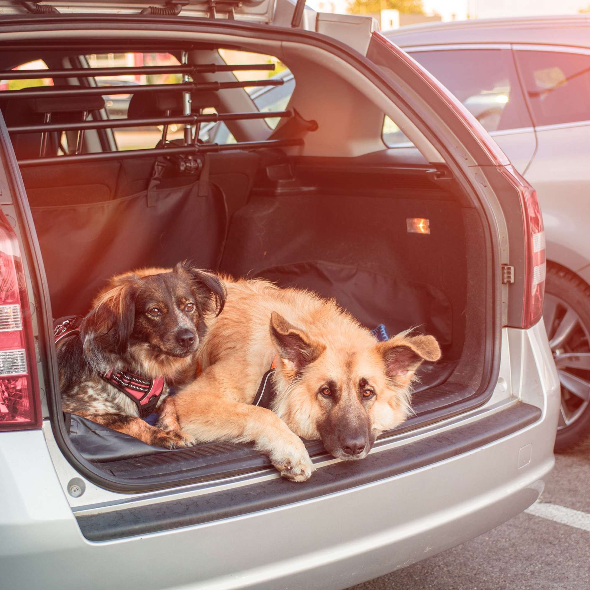 Hundedecke Auto