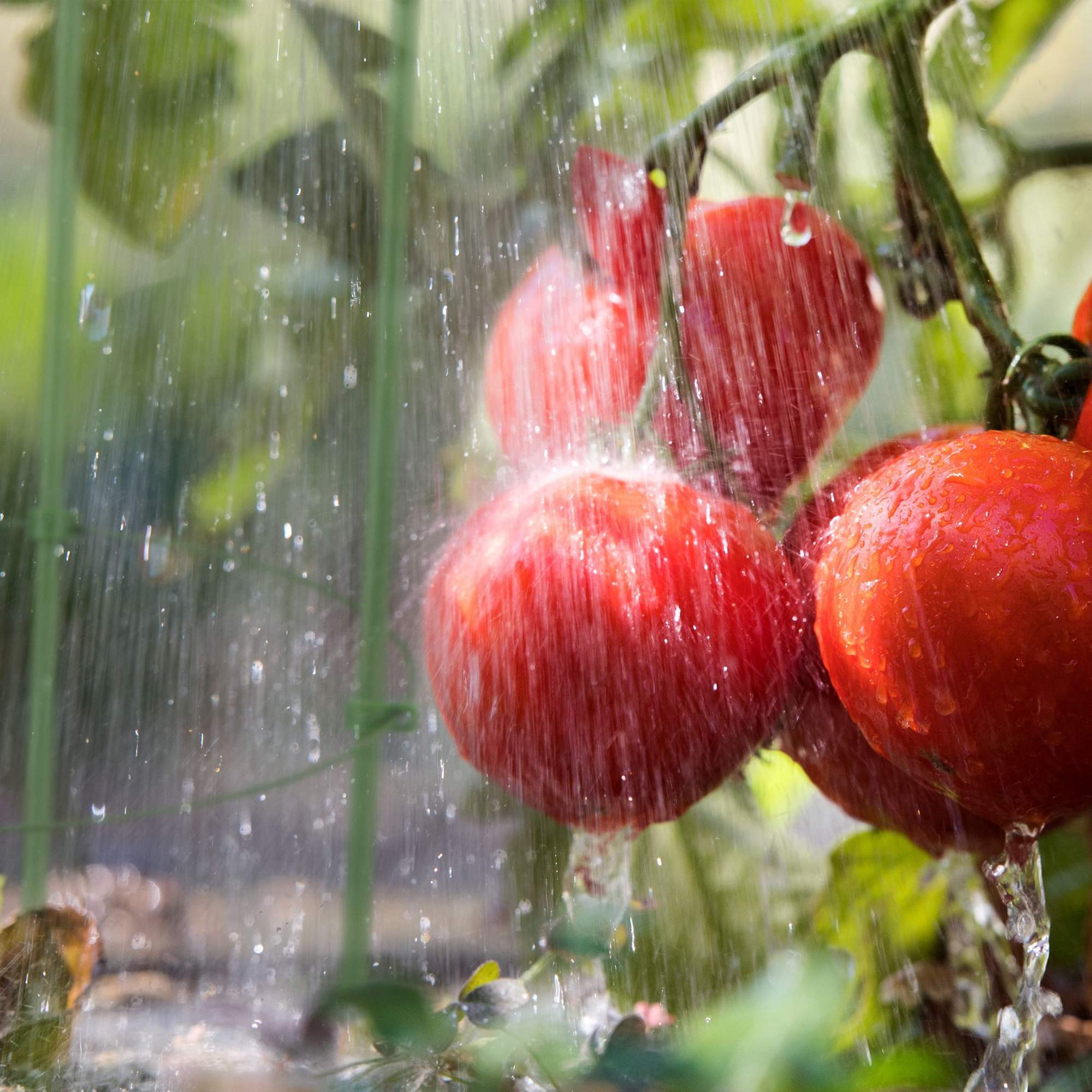 Tomaten Klimhulp Set van 2
