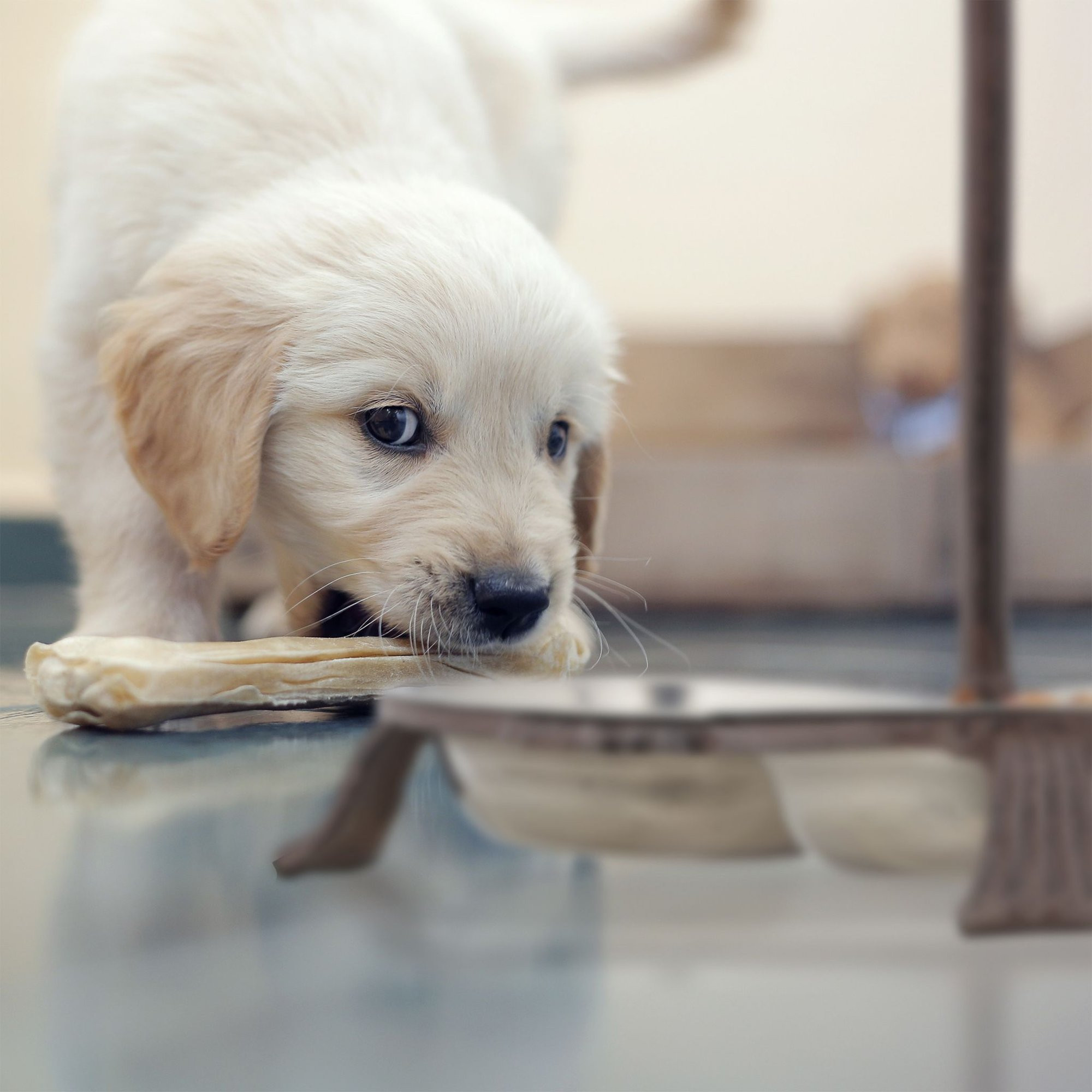 3 tigelas de comida para cães com alças