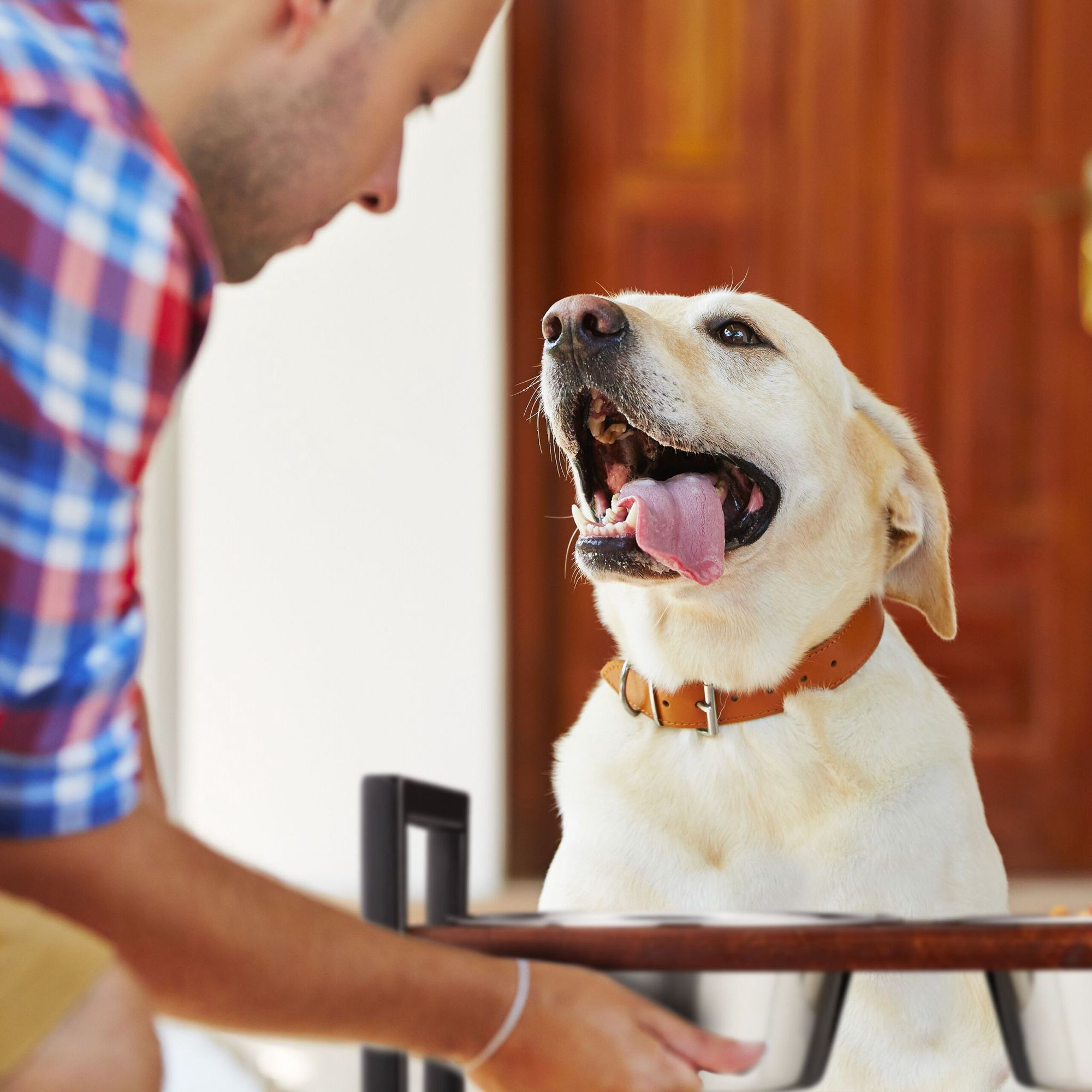 Futterstation für Hunde