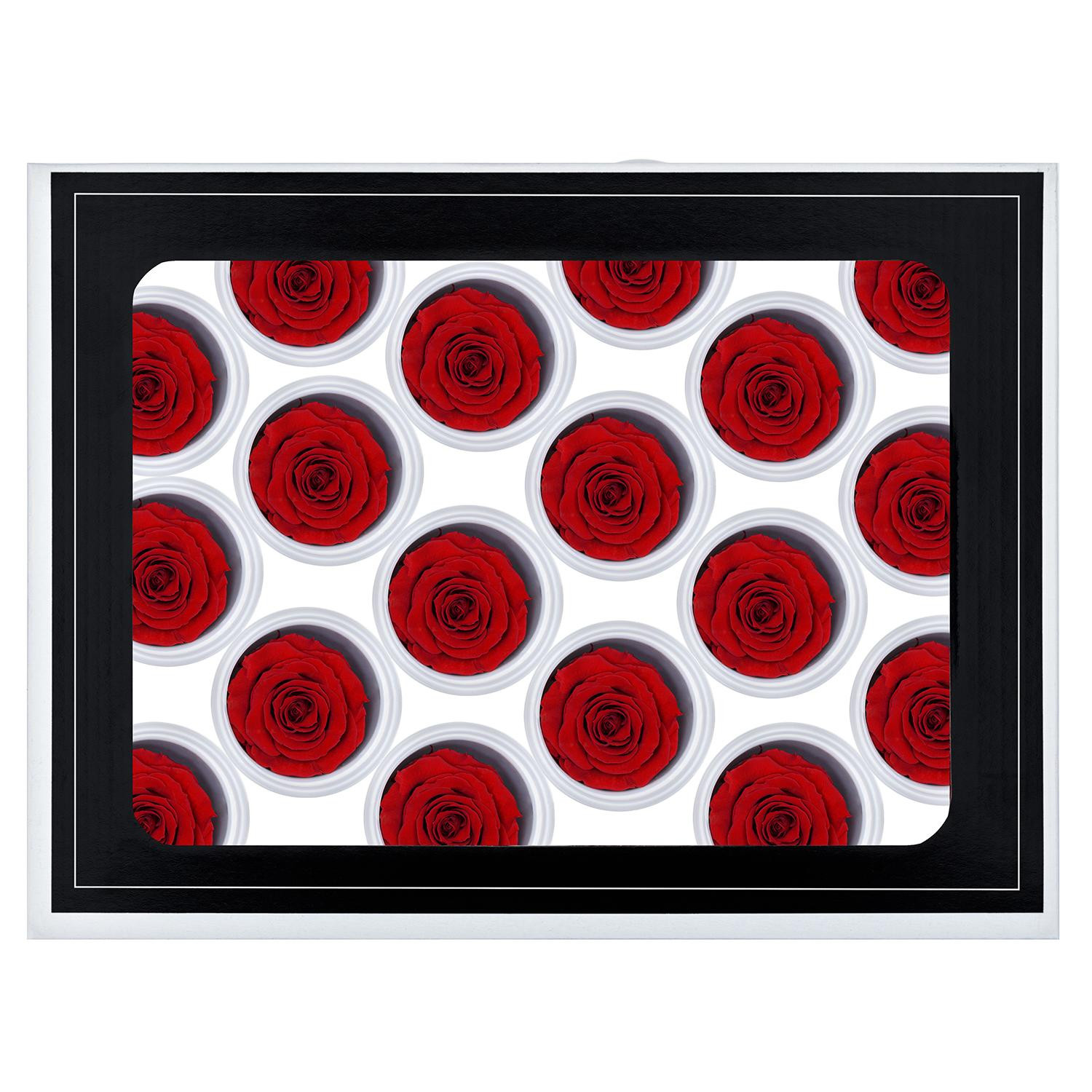 18 rose eterne piccole